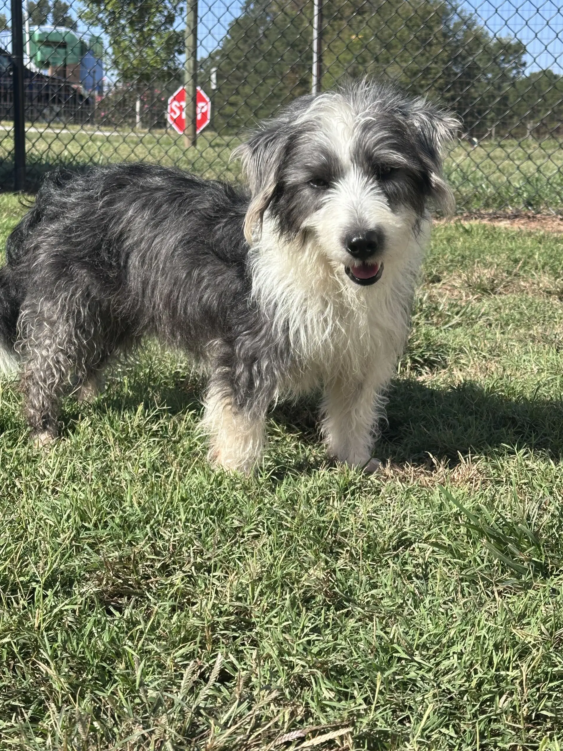 Joe Jul - Terrier