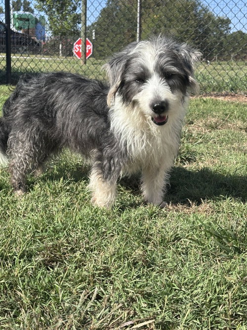 Joe Jul 26, a dog for adoption from Carolina Poodle Rescue