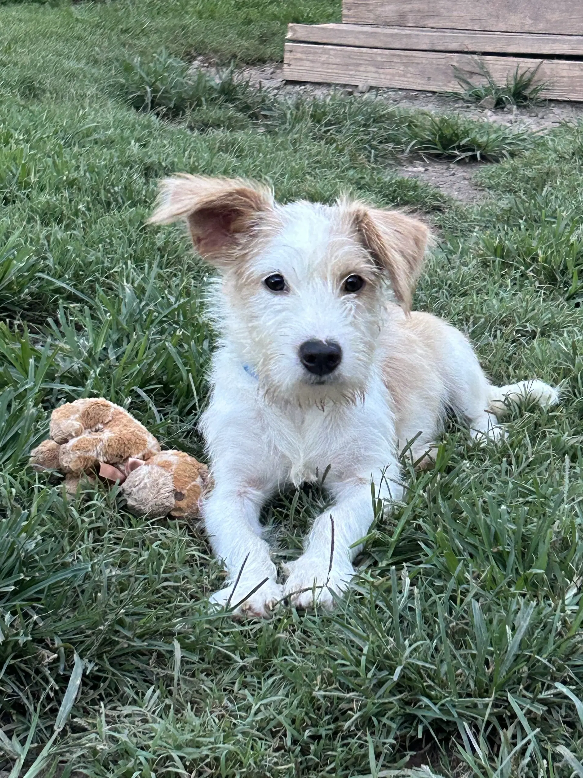 Alex Jul - Terrier