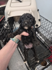 Photo 5 of 5 — Blair - In Foster in Rocky Mount, NC