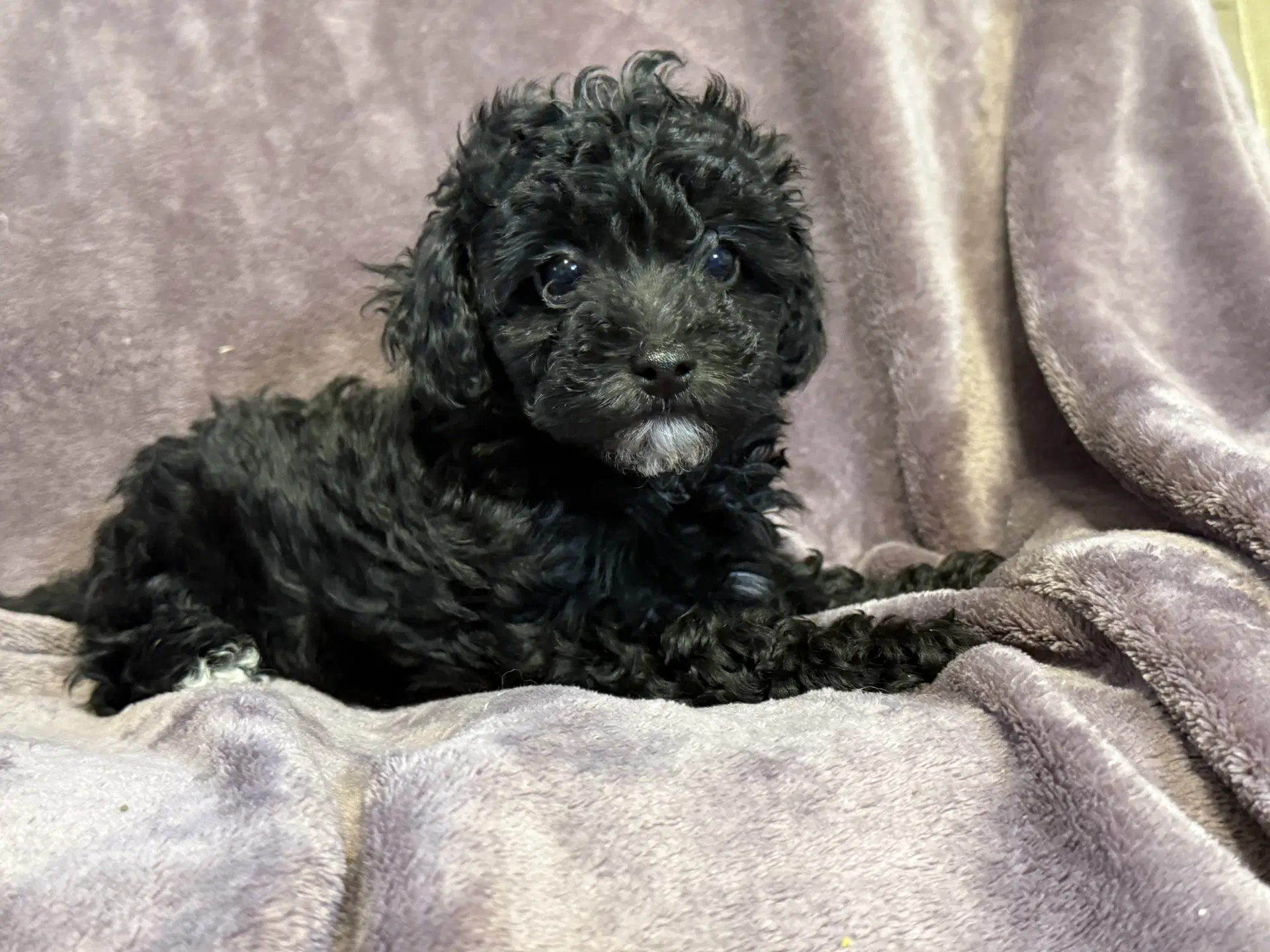 Blair - In Foster In Rocky Mount Nc - Poodle (Miniature)