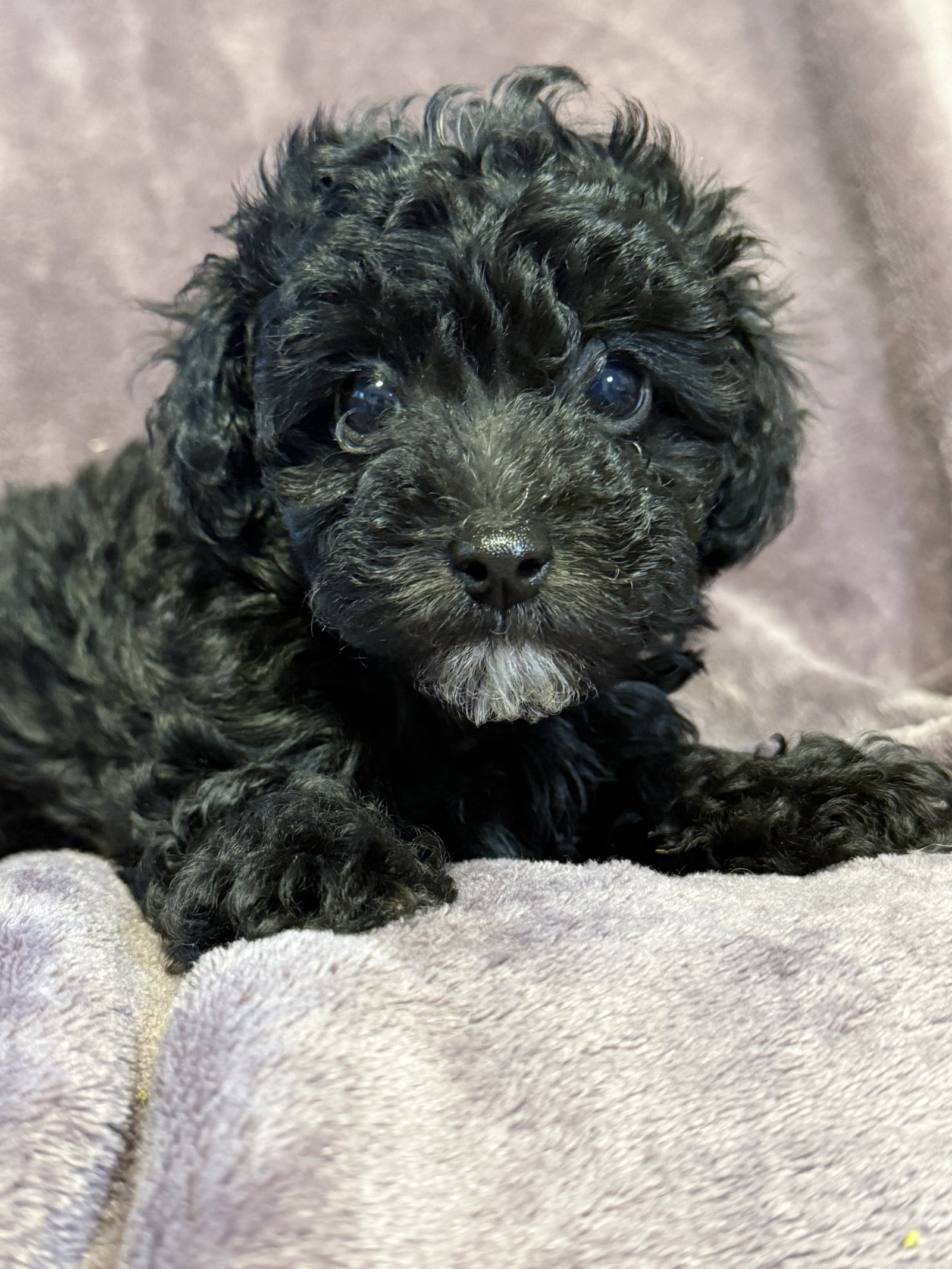 Photo 2 of 5 — Blair - In Foster in Rocky Mount, NC
