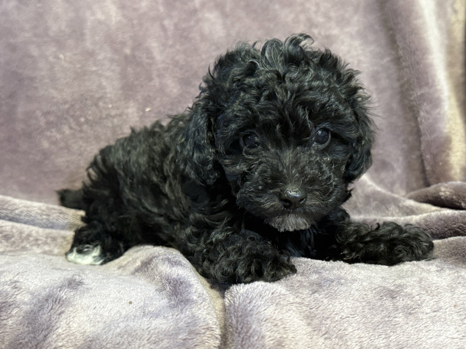Photo 3 of 5 — Blair - In Foster in Rocky Mount, NC