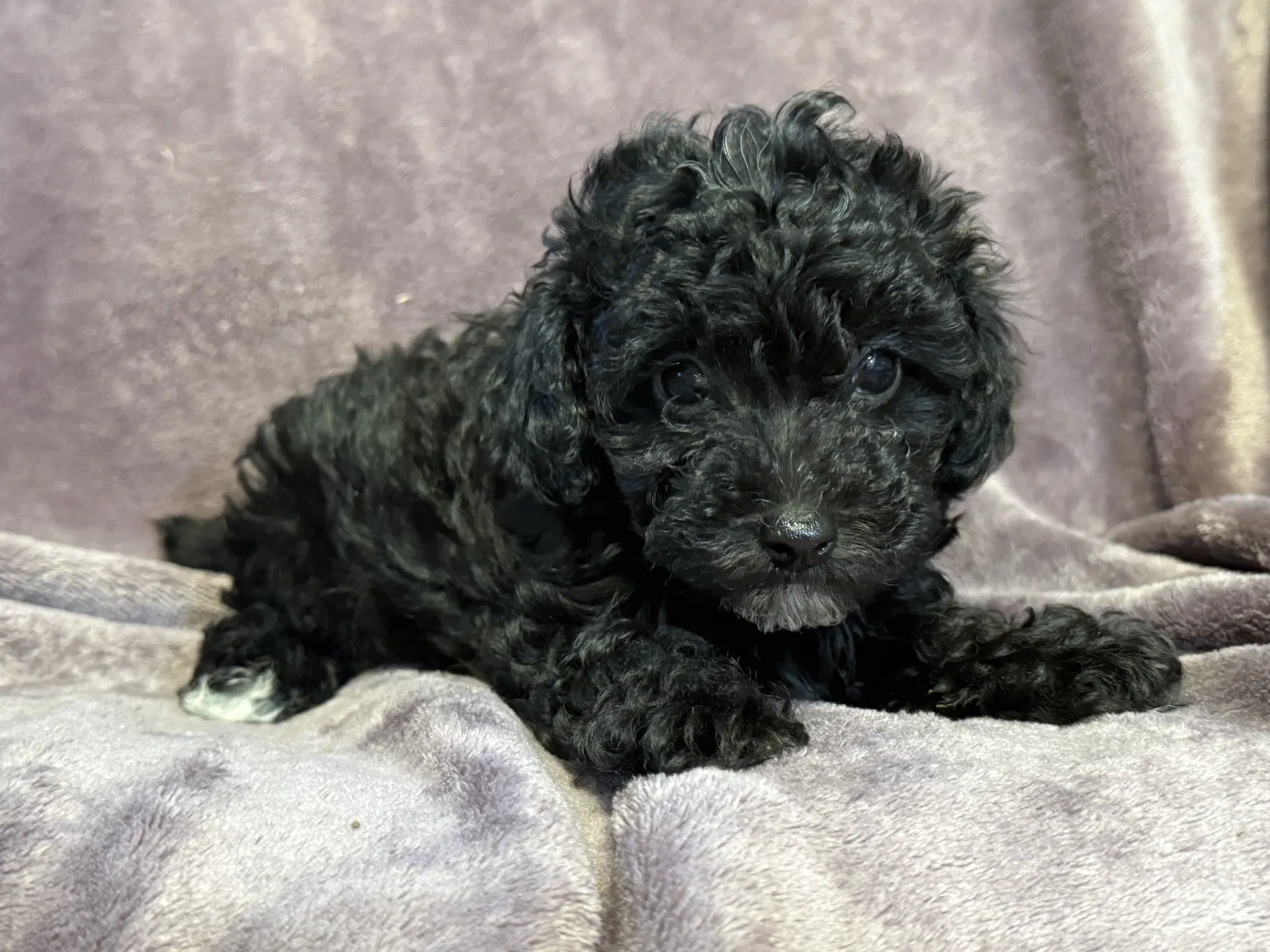 Blair - In Foster In Rocky Mount Nc image 3