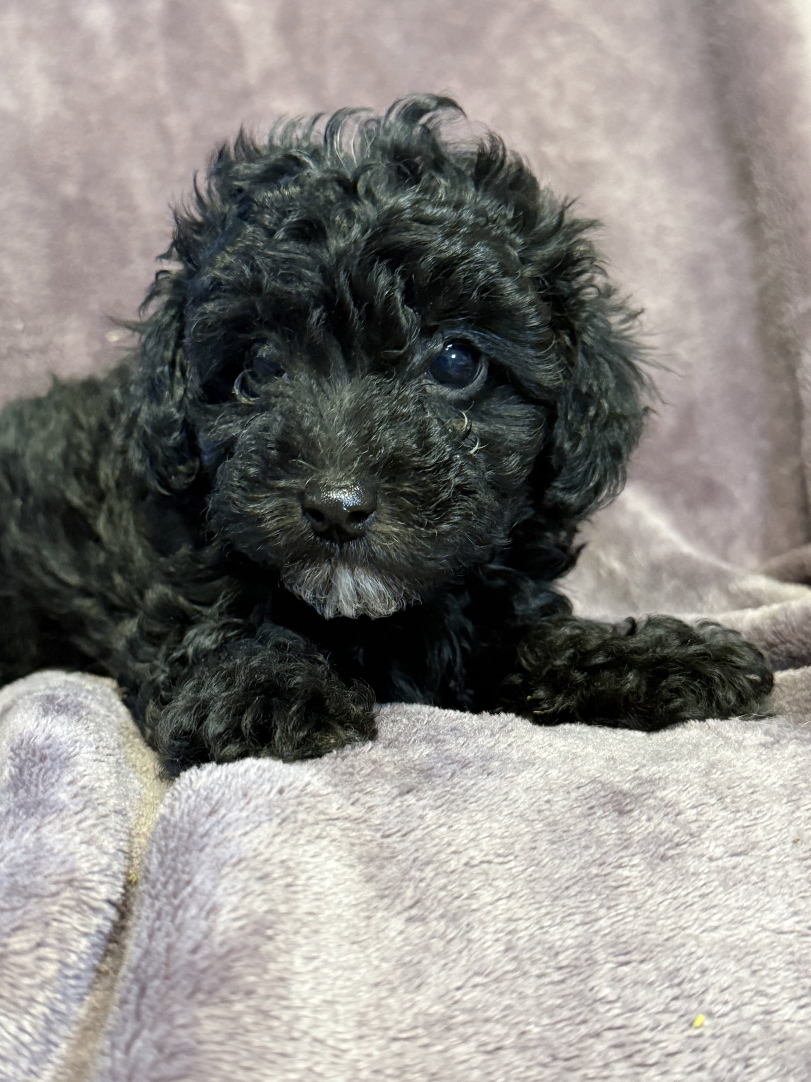 Photo 4 of 5 — Blair - In Foster in Rocky Mount, NC