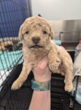 Photo 7 of 7 — Kali - In Foster in Rocky Mount, NC