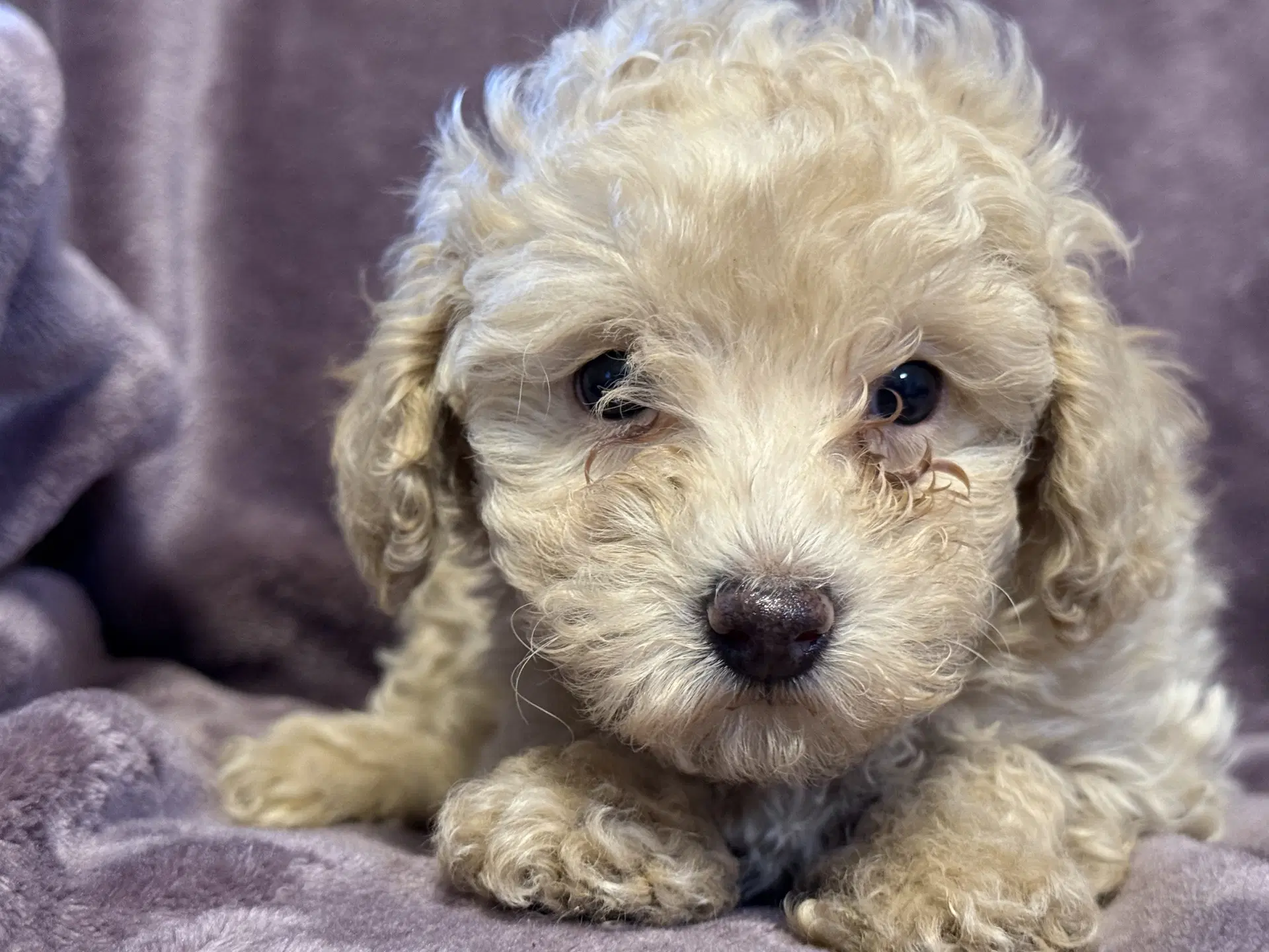 Kali - In Foster In Rocky Mount Nc - Poodle (Miniature)