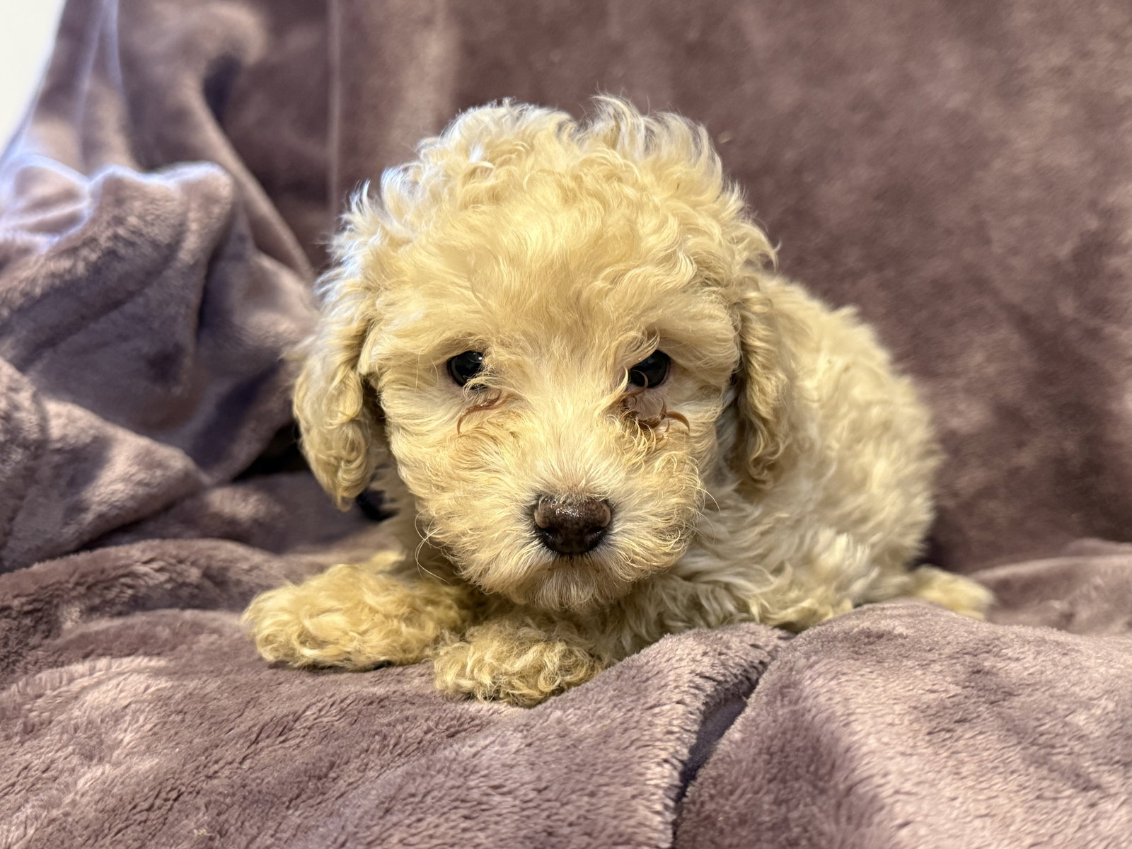 Photo 6 of 7 — Kali - In Foster in Rocky Mount, NC