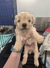 Photo 5 of 5 — Rufus - In Foster in Rocky Mount, NC