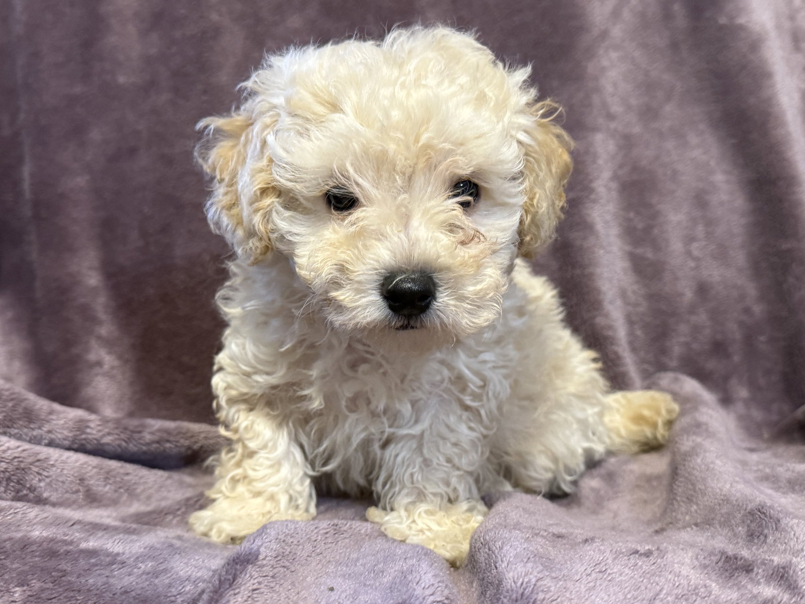 Photo of Rufus - In Foster in Rocky Mount, NC