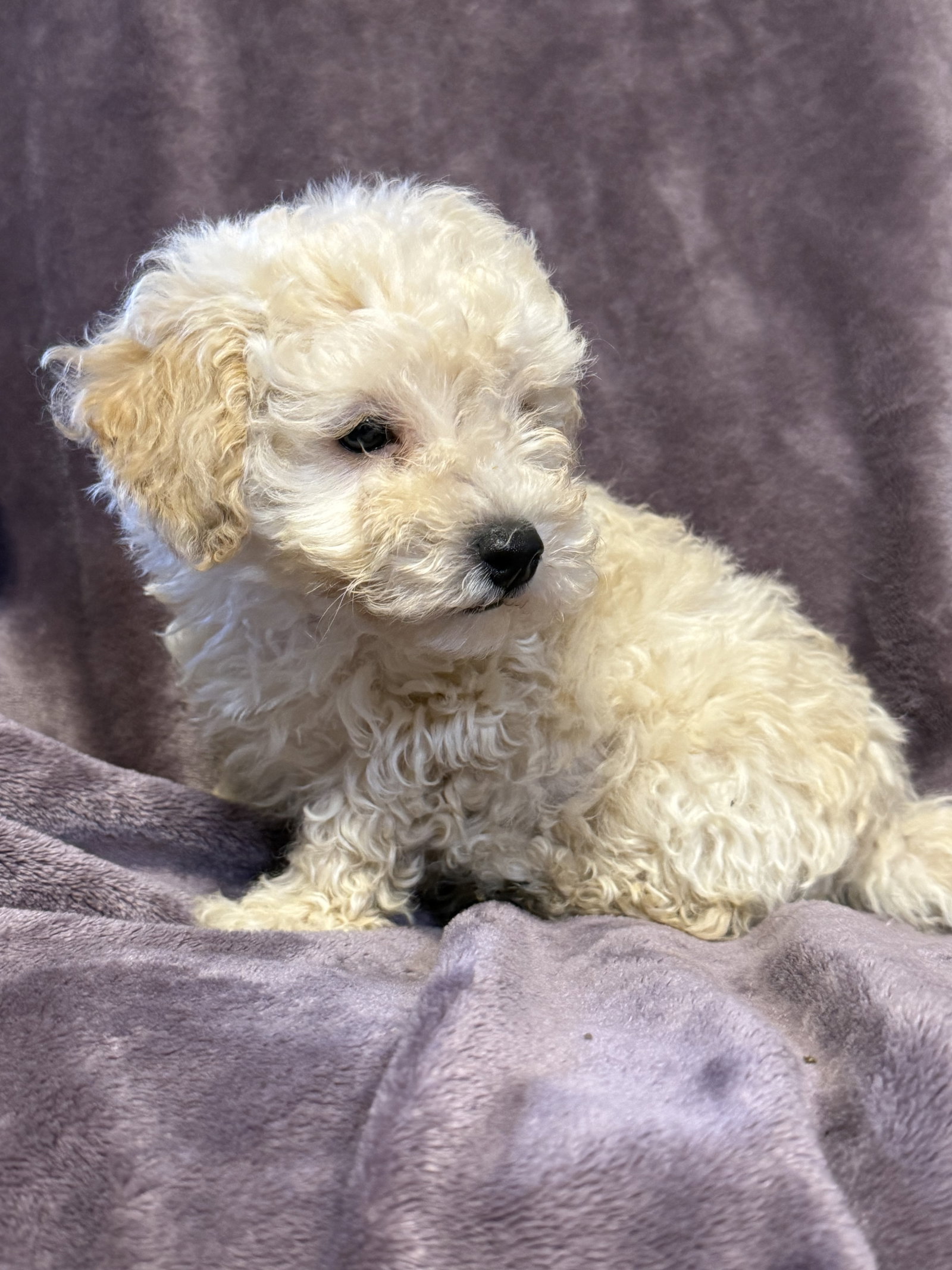 Photo 3 of 5 — Rufus - In Foster in Rocky Mount, NC