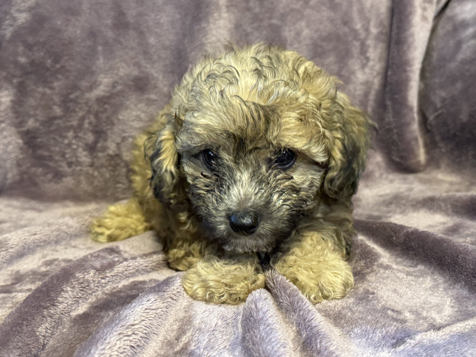 Photo of Winston - In Foster in Rocky Mount, NC