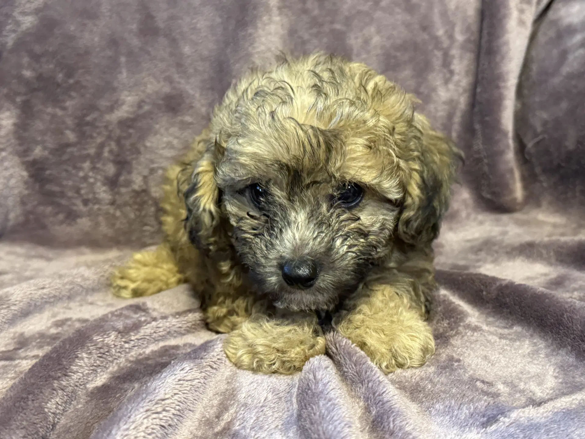 Winston - In Foster In Rocky Mount Nc image 1