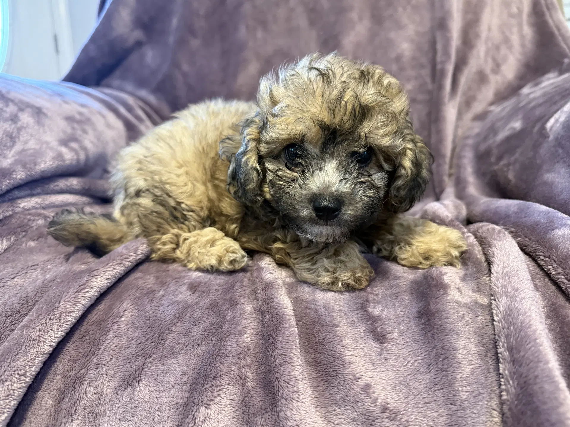 Winston - In Foster In Rocky Mount Nc image 2