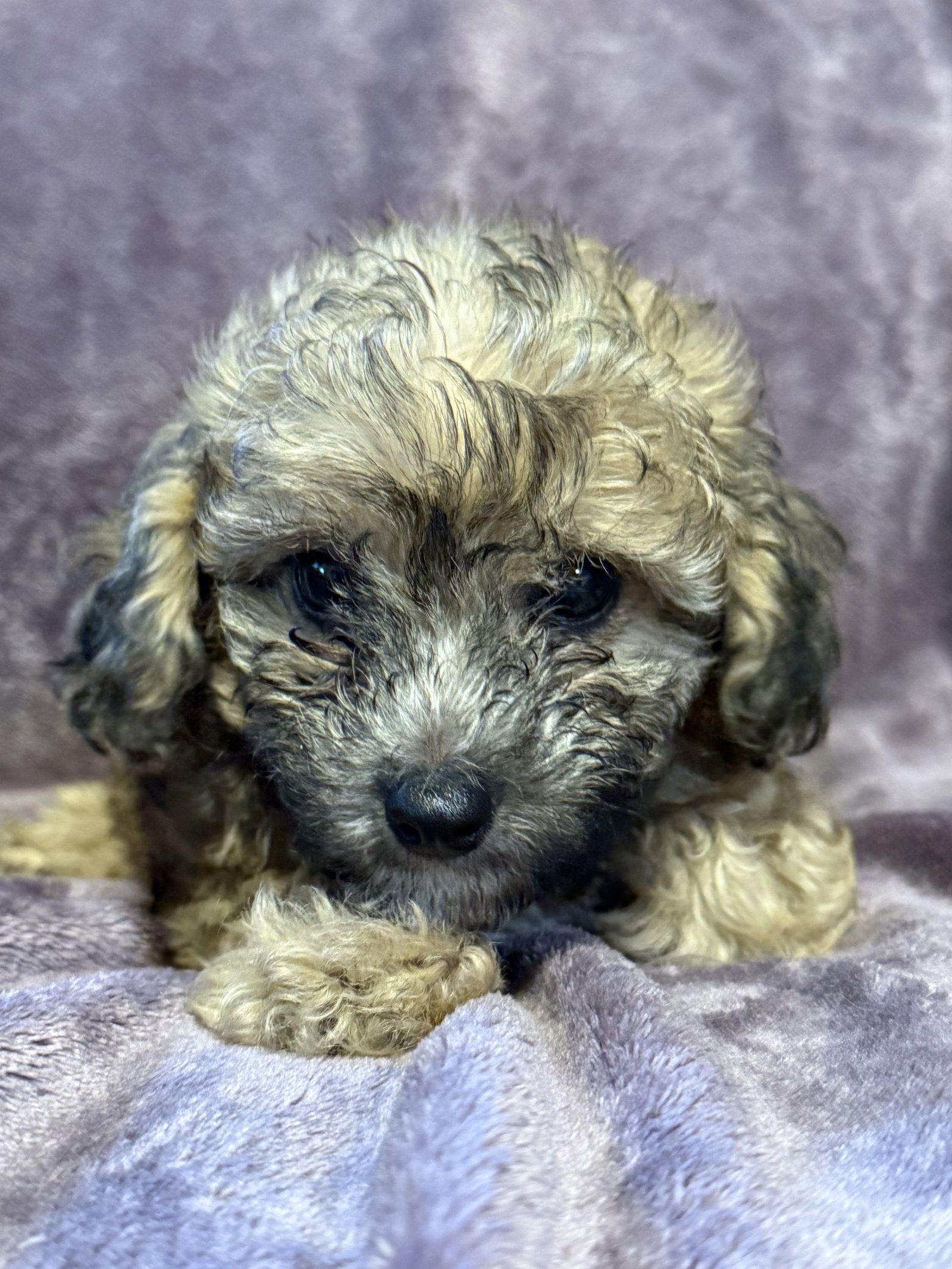 Photo 3 of 3 — Winston - In Foster in Rocky Mount, NC