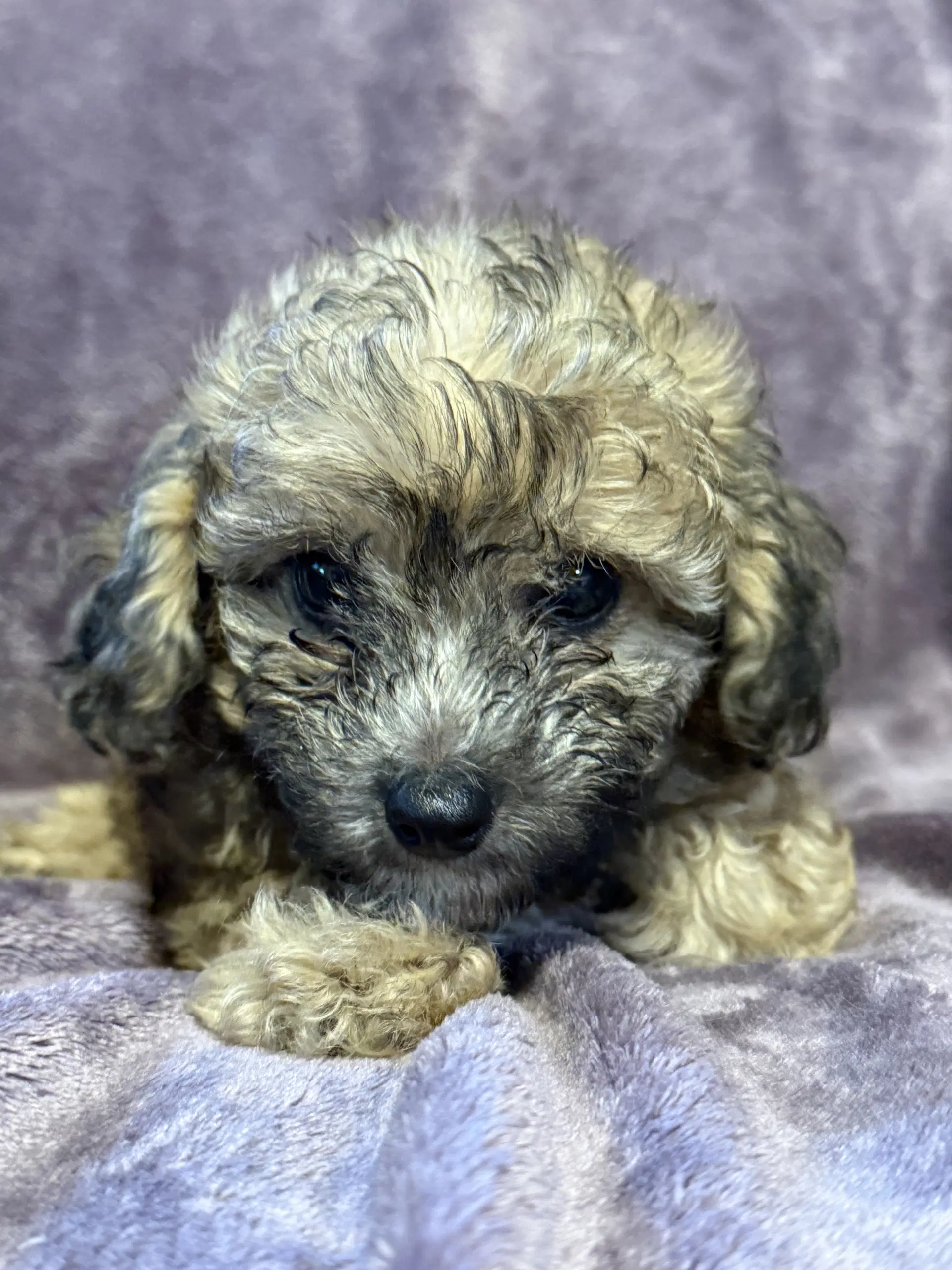 Winston - In Foster In Rocky Mount Nc image 3