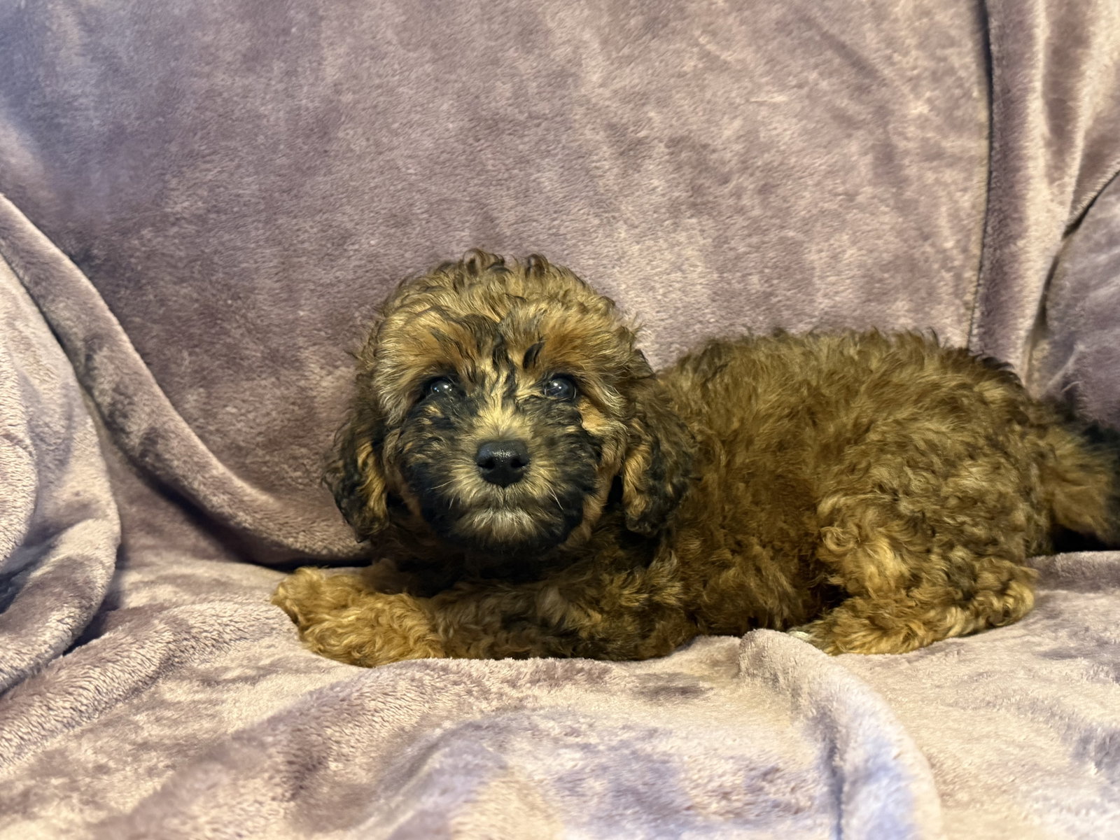 Photo 3 of 3 — Nala - In Foster in Rocky Mount, NC