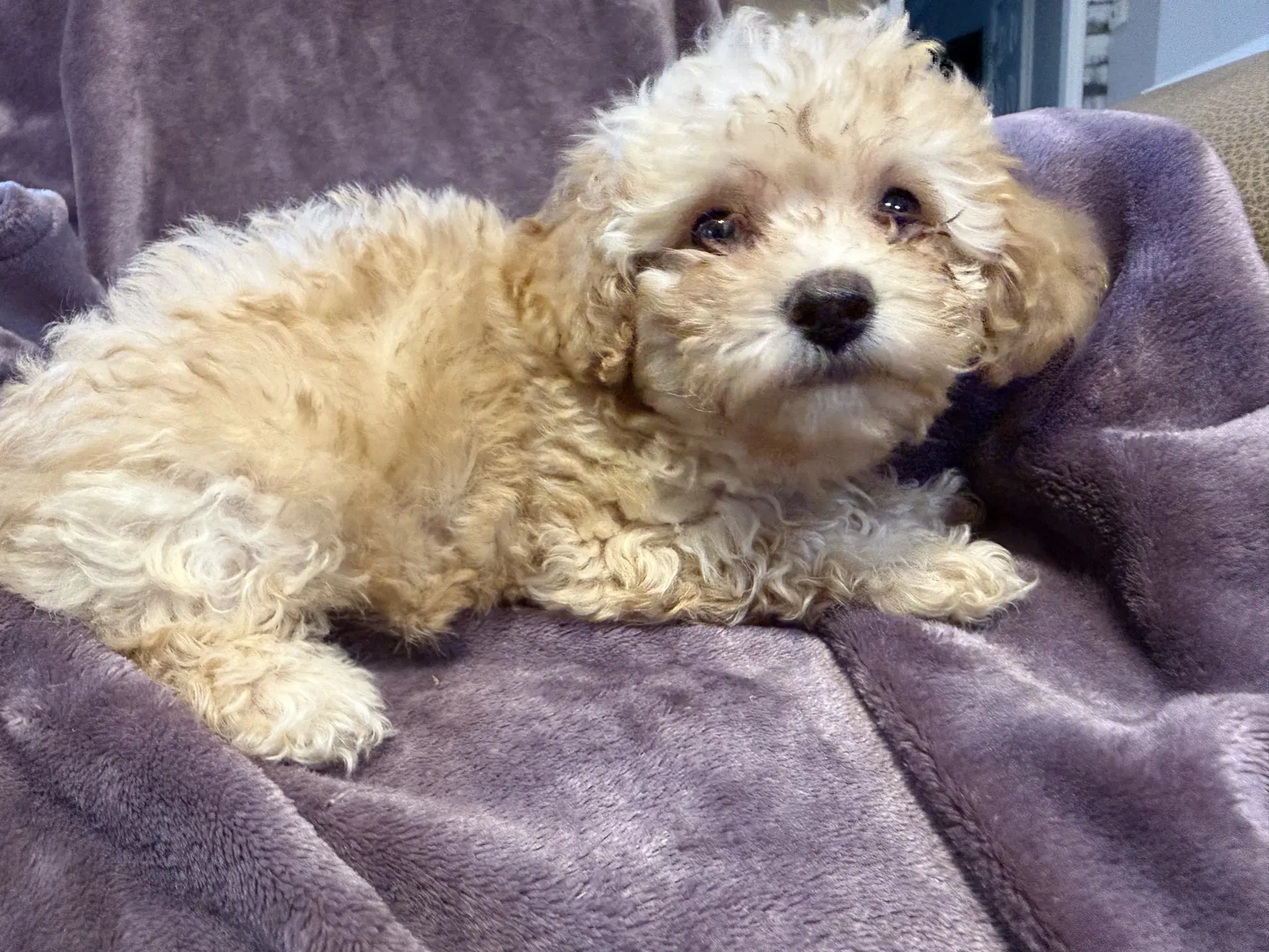 Cassie - In Foster In Rocky Mount Nc - Poodle (Miniature)