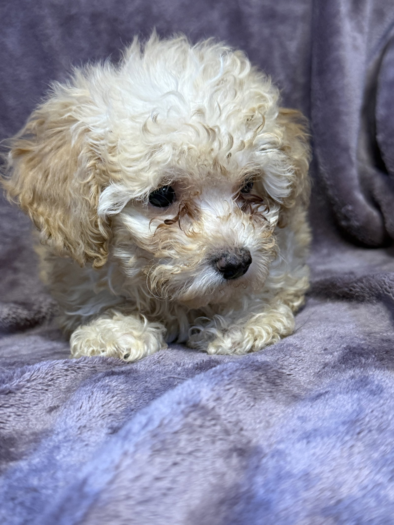 Photo 3 of 3 — Cassie - In Foster in Rocky Mount, NC