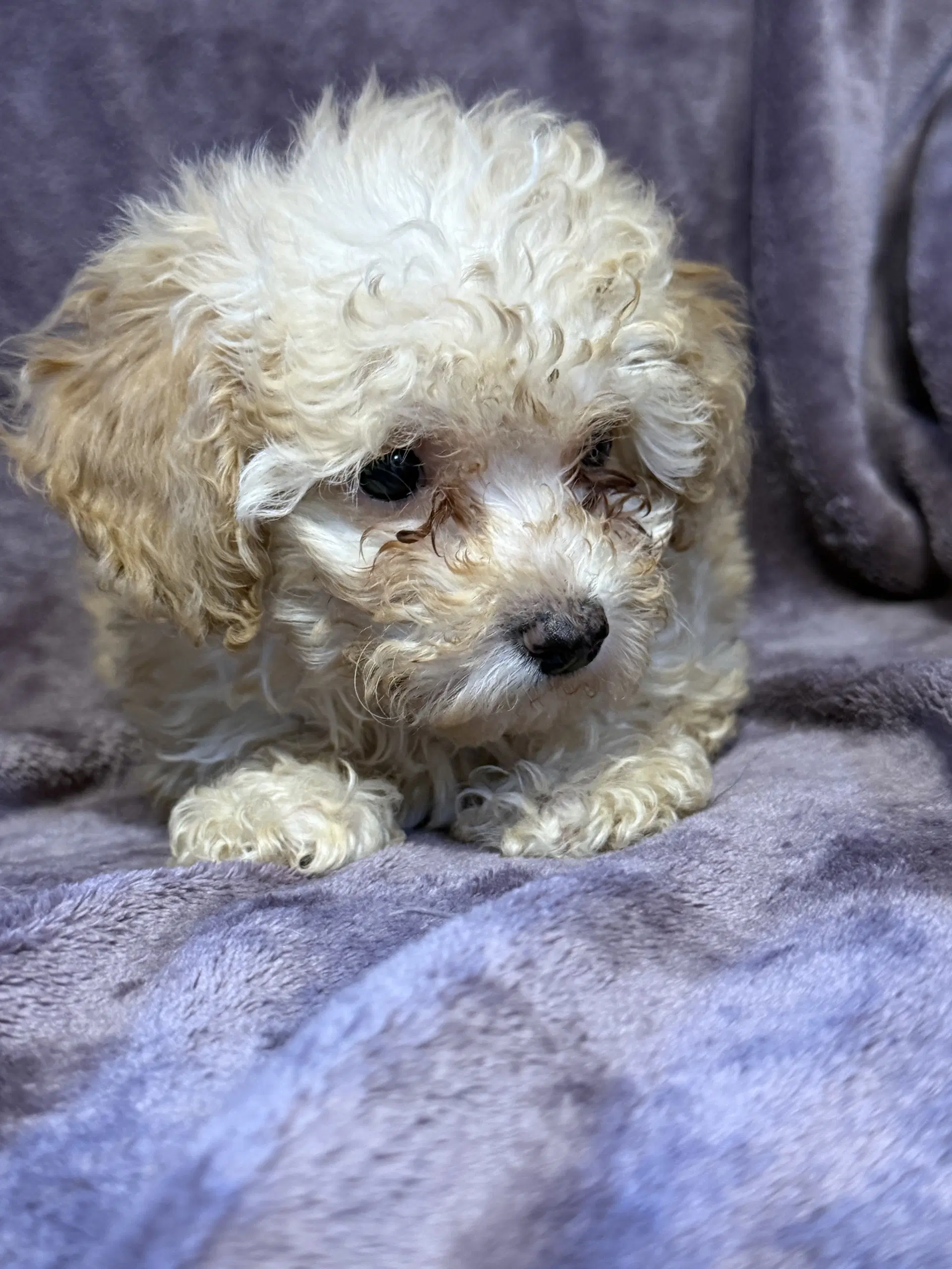 Cassie - In Foster In Rocky Mount Nc image 3