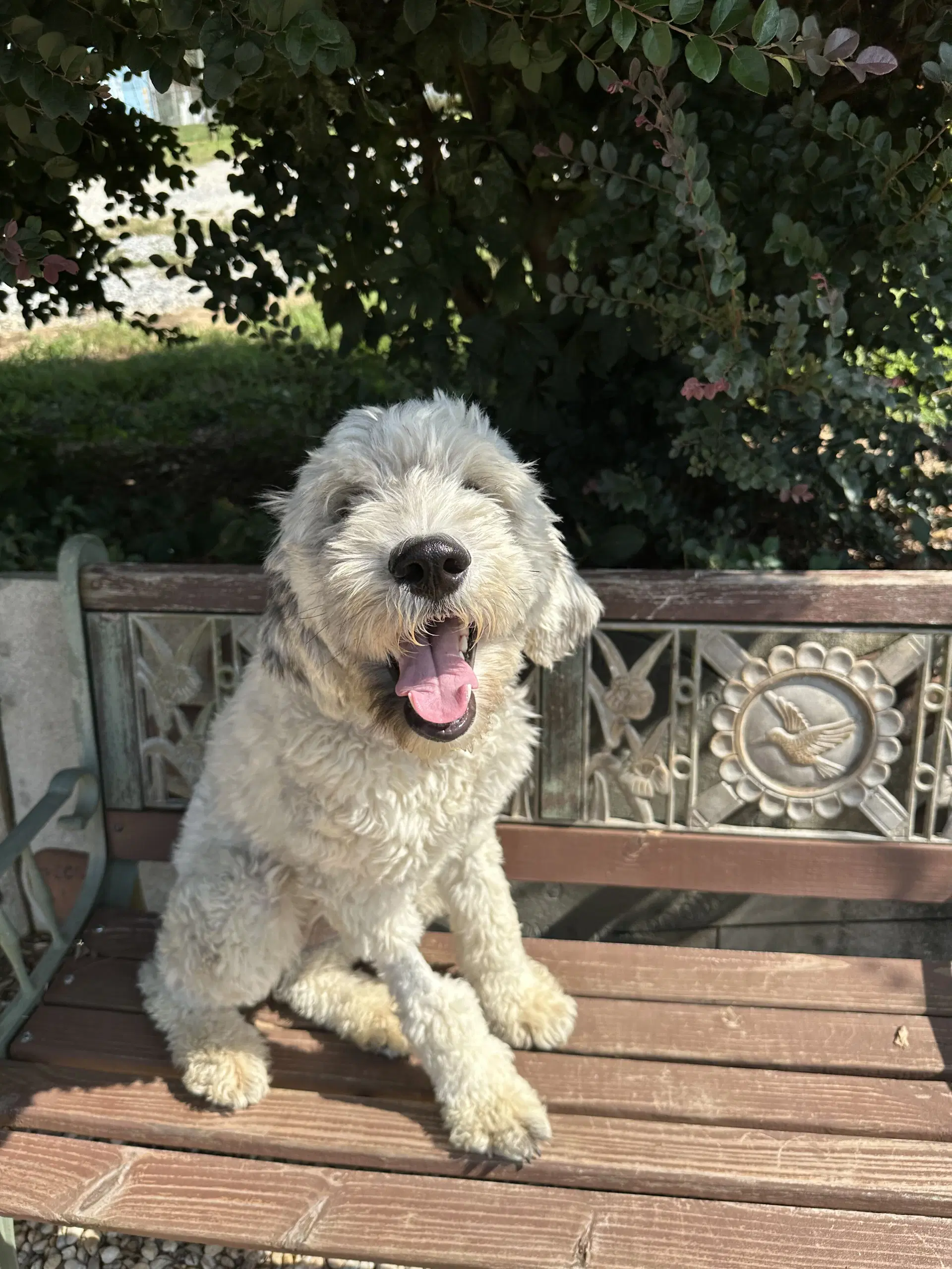 Shelby Jul - Poodle (Standard)