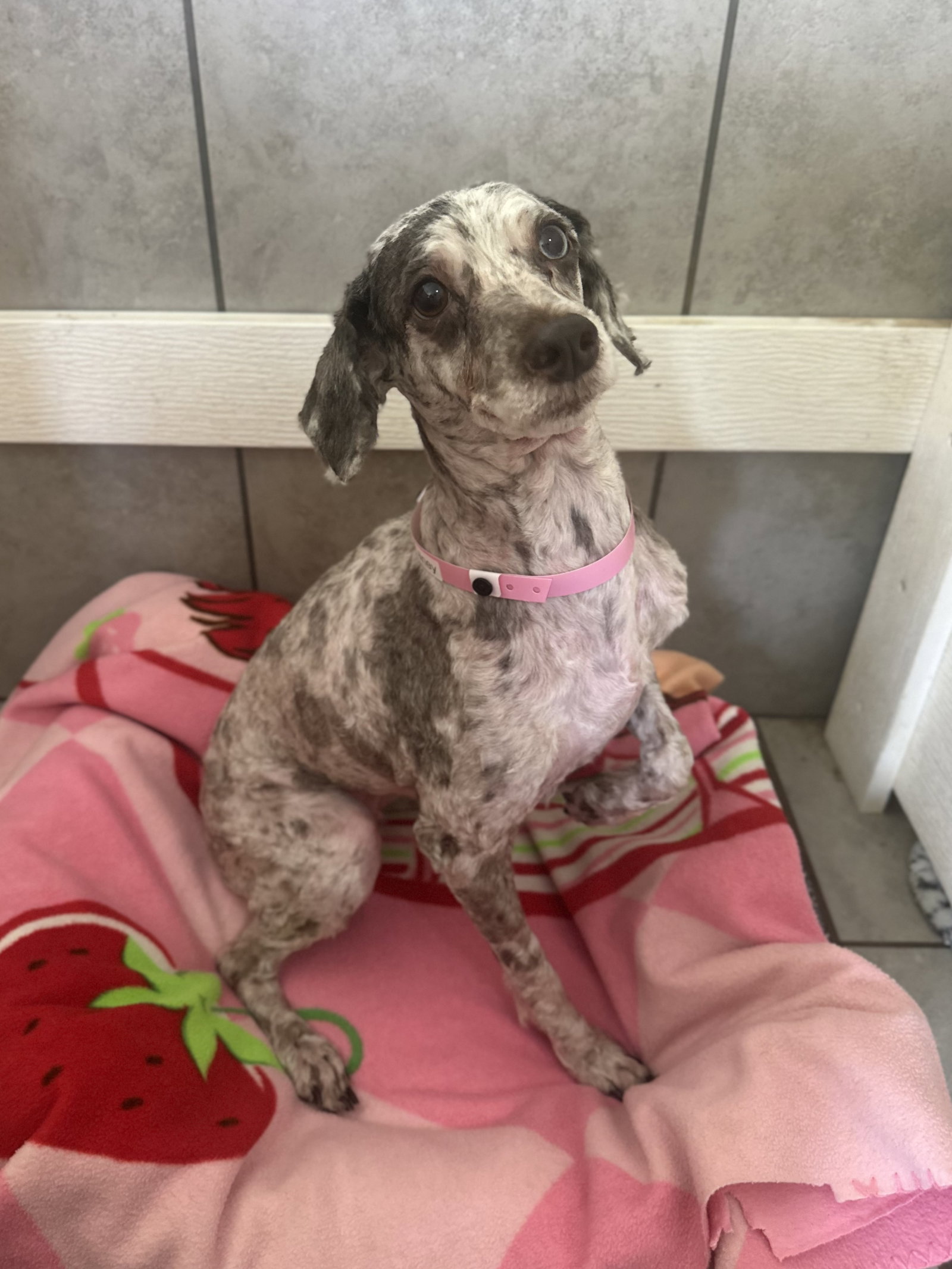 Photo 3 of 4 — Laney Jul 26