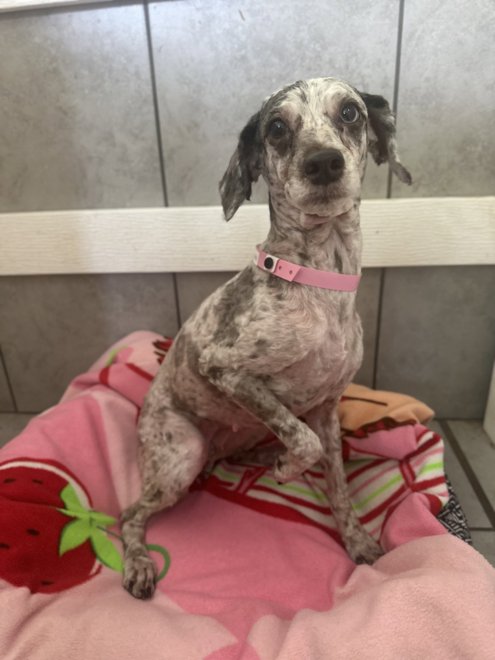 Photo 4 of 4 — Laney Jul 26