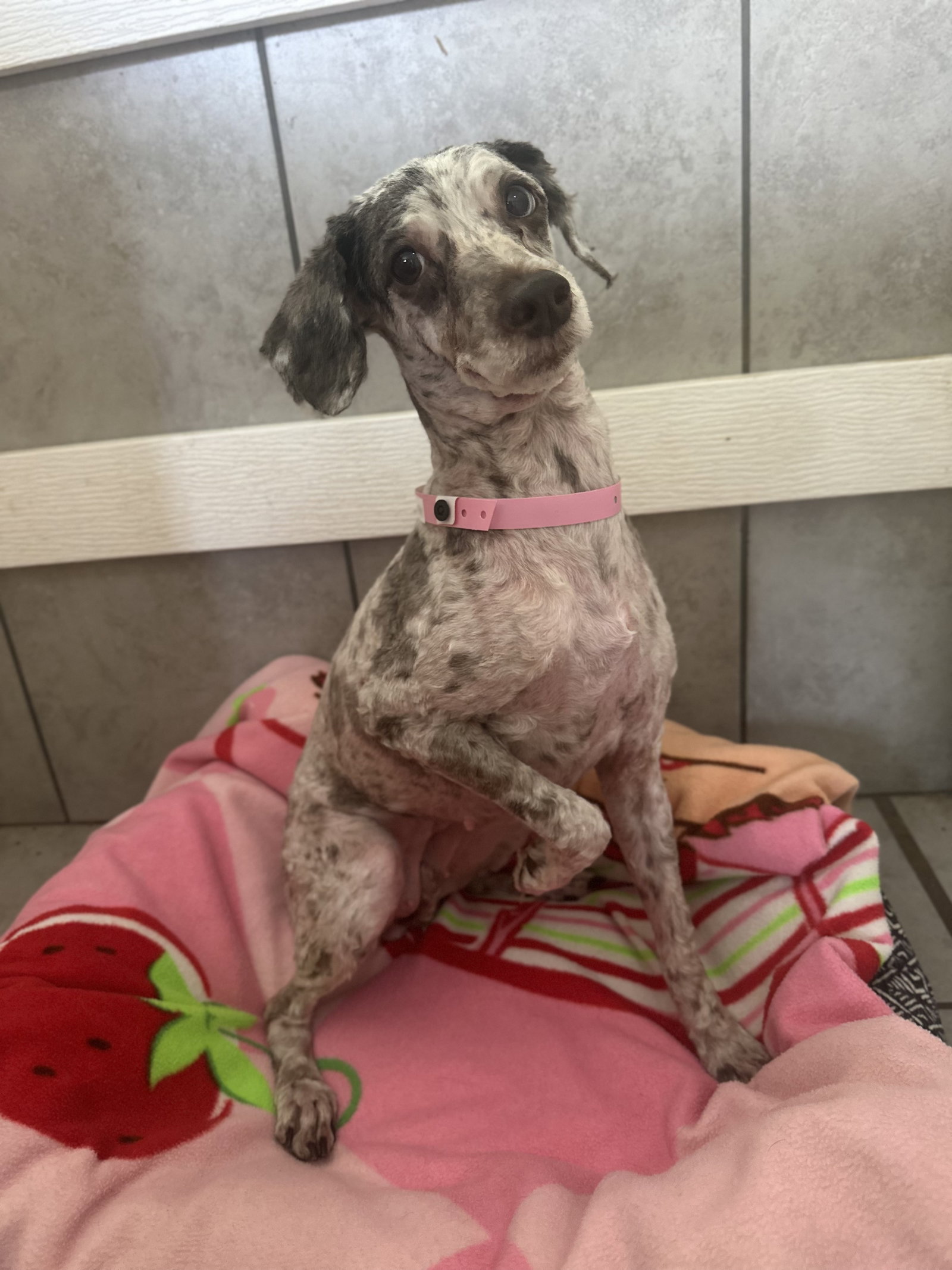 Photo 2 of 4 — Laney Jul 26