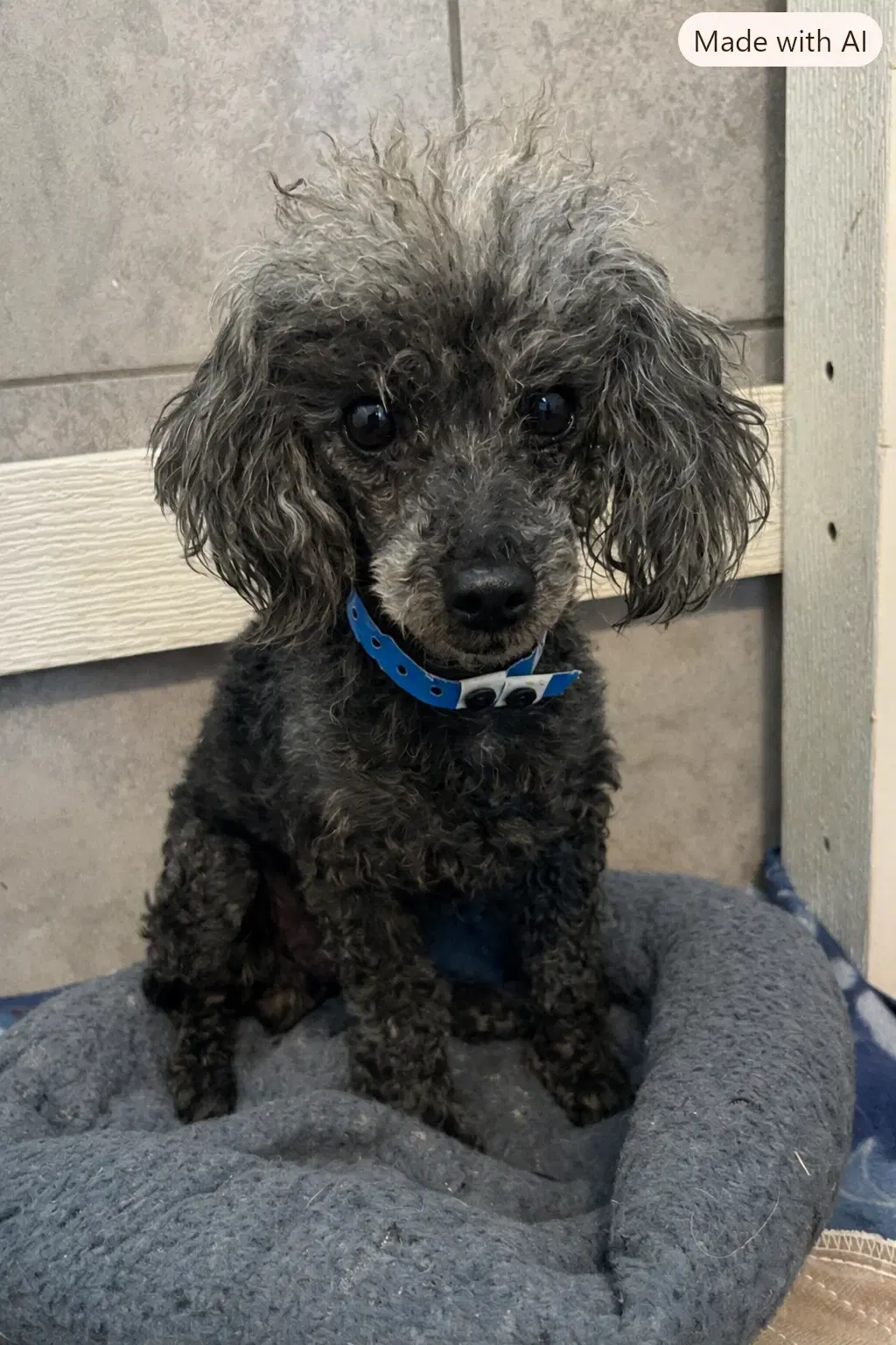 Frodo Jul - Poodle (Miniature)