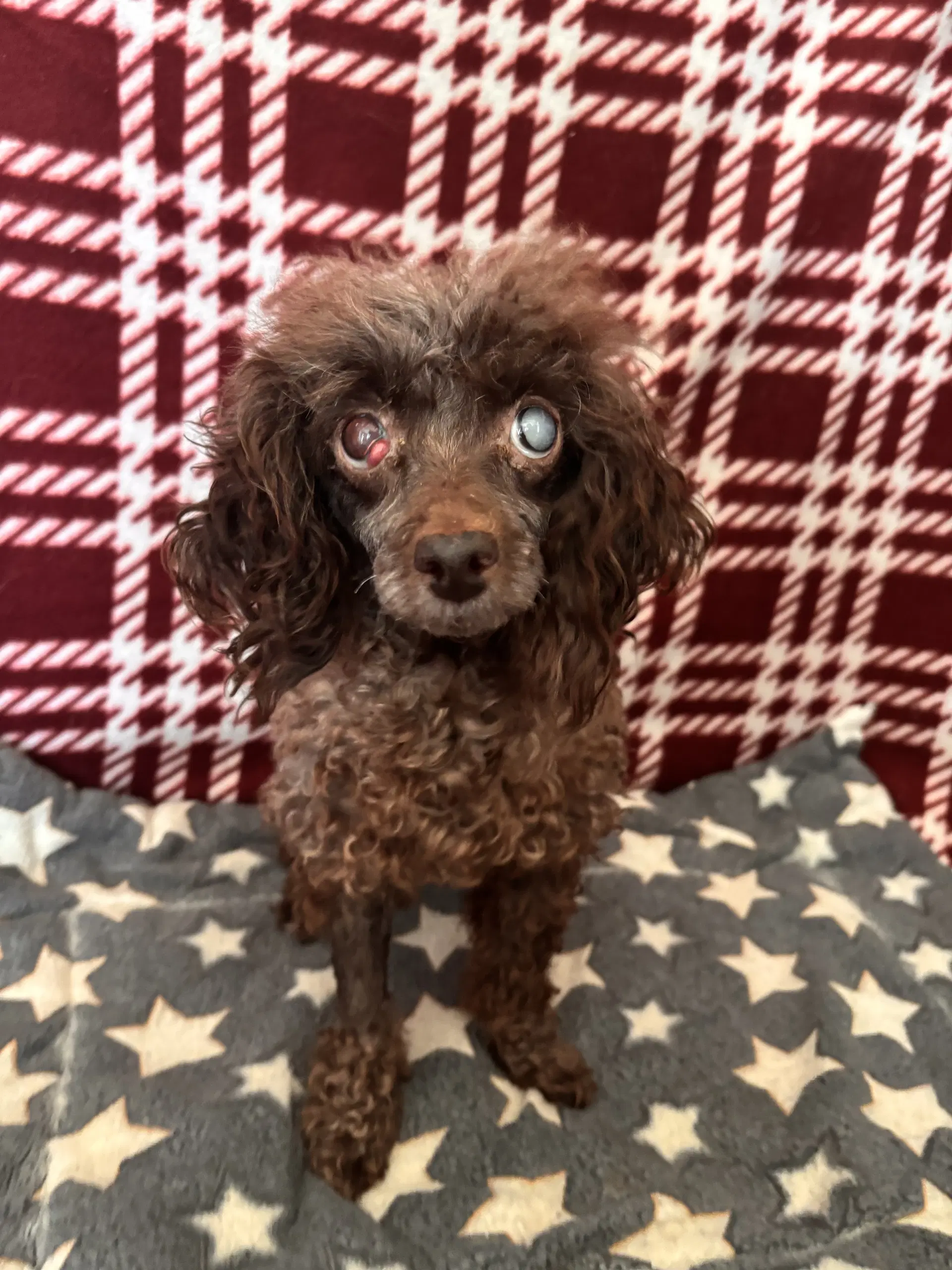 Sasha Jul - Poodle (Miniature)