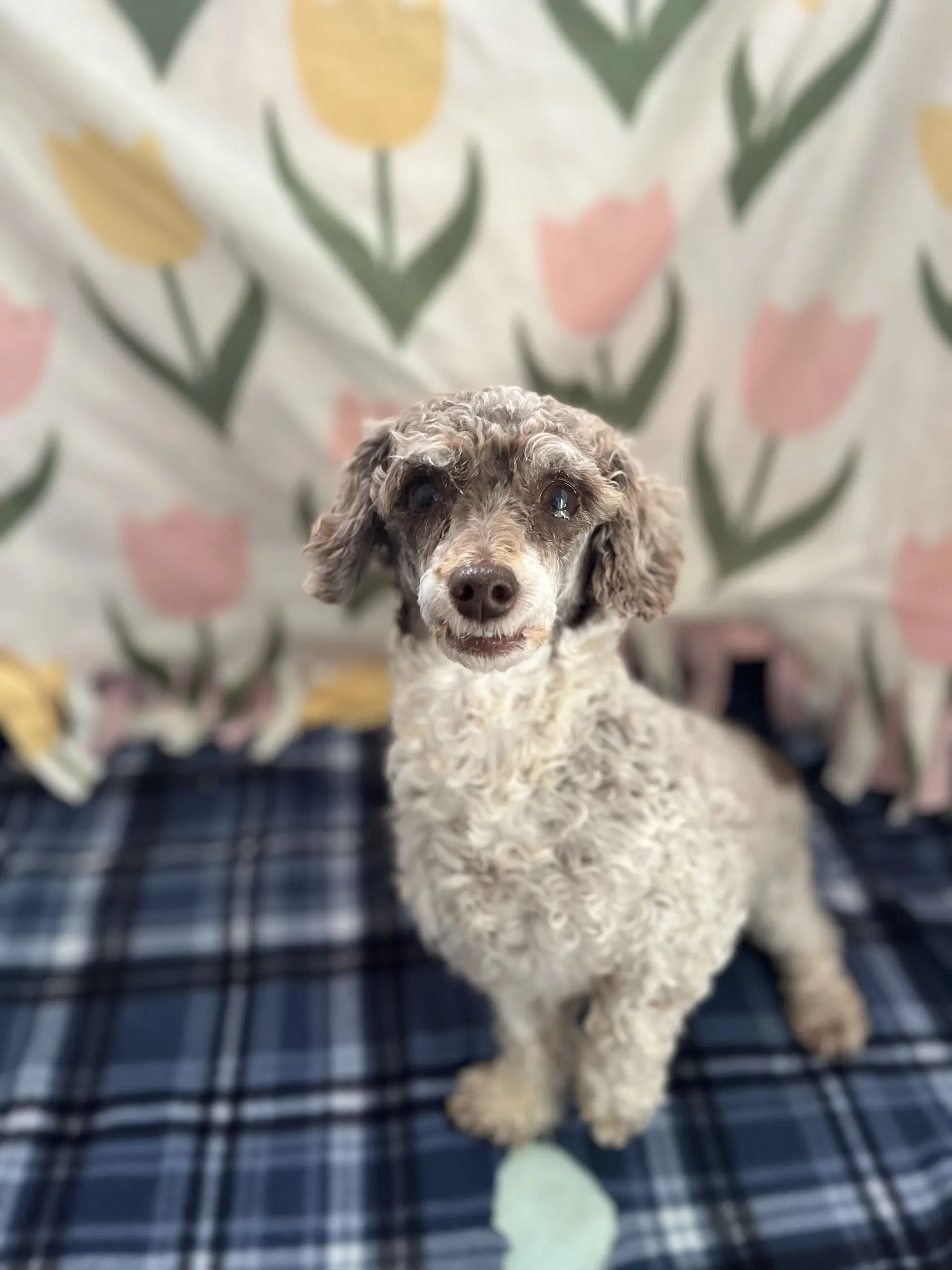 Clementine Jul - Poodle (Miniature)