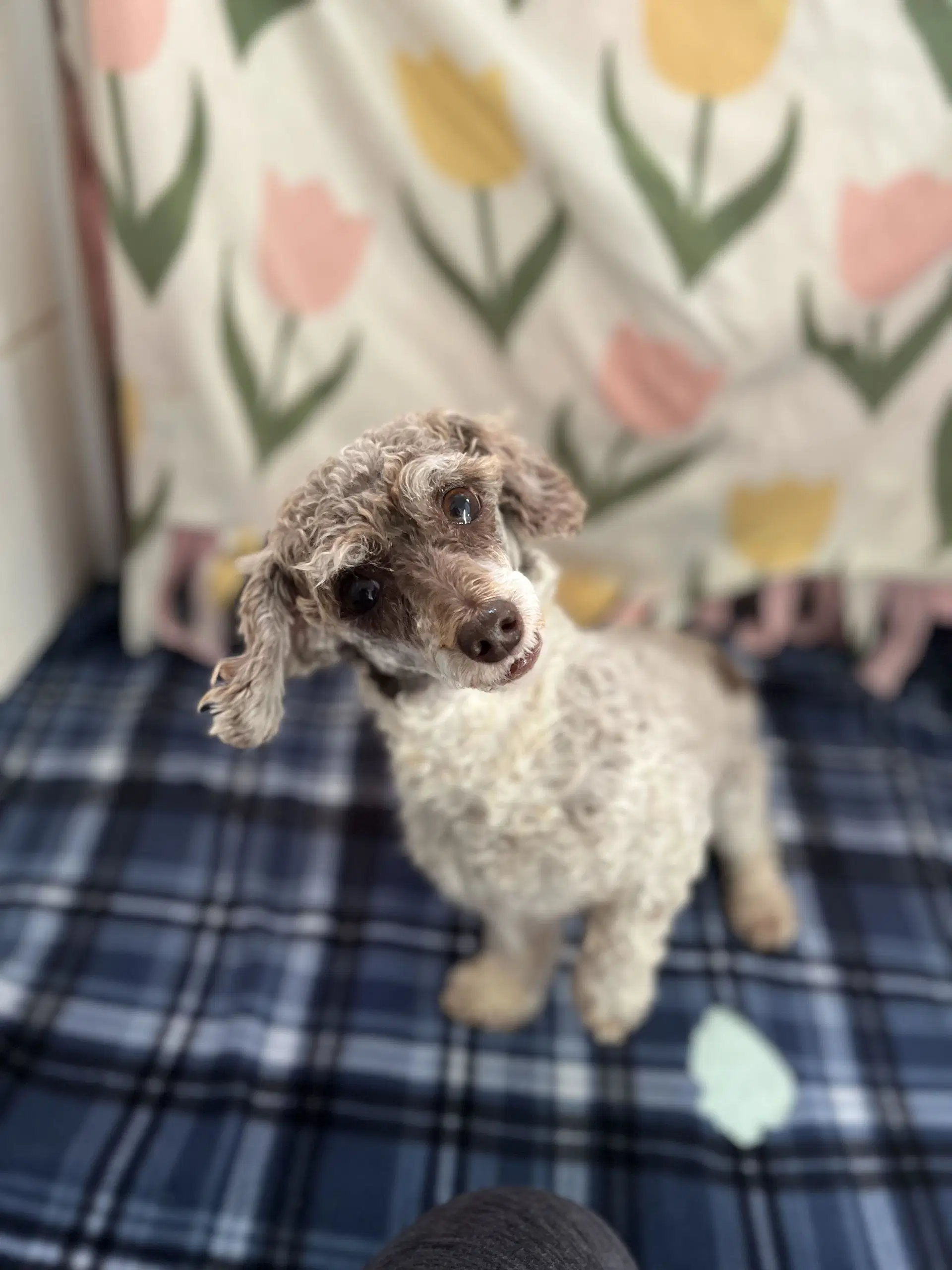 Clementine Jul image 3