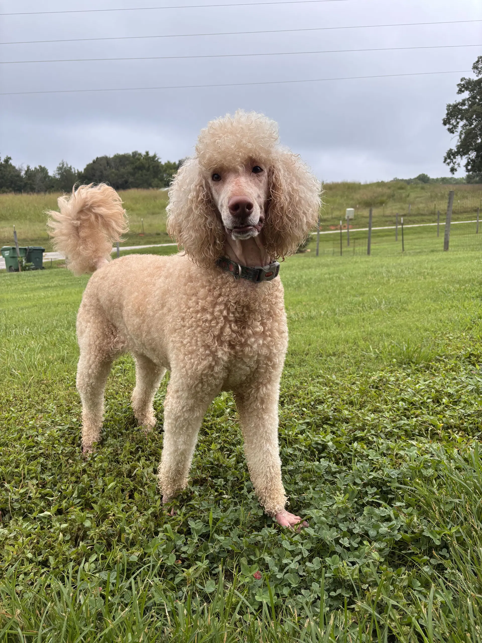 Finley Jul - Poodle (Standard)