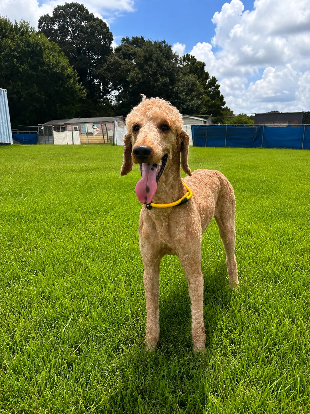 Perry Jul - Poodle (Standard)