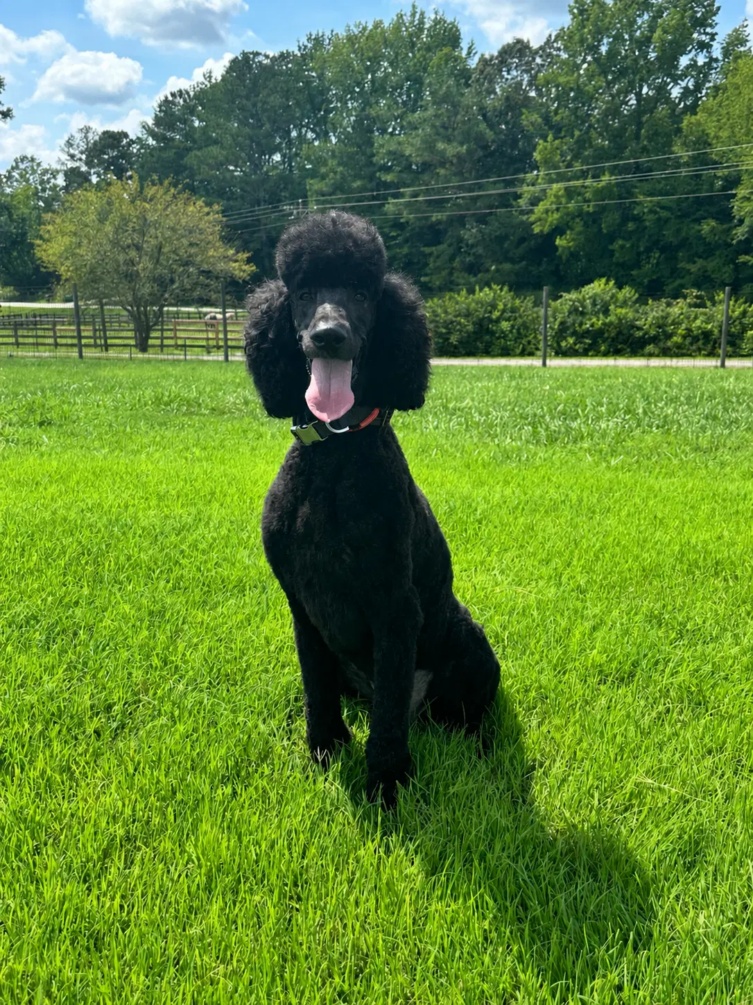Kobee Jul - Poodle (Standard)