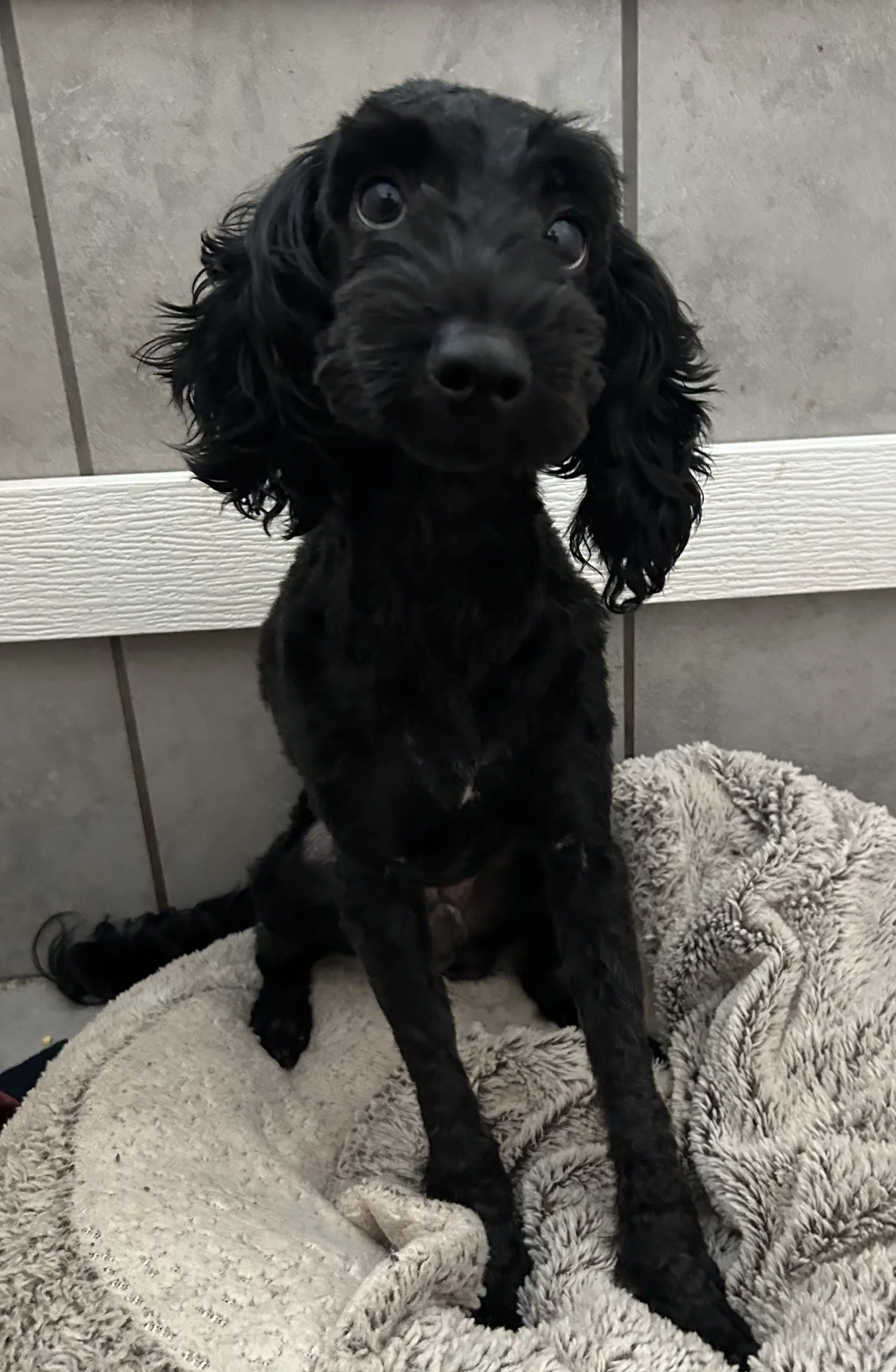 J-Hope Jul - Poodle (Miniature)