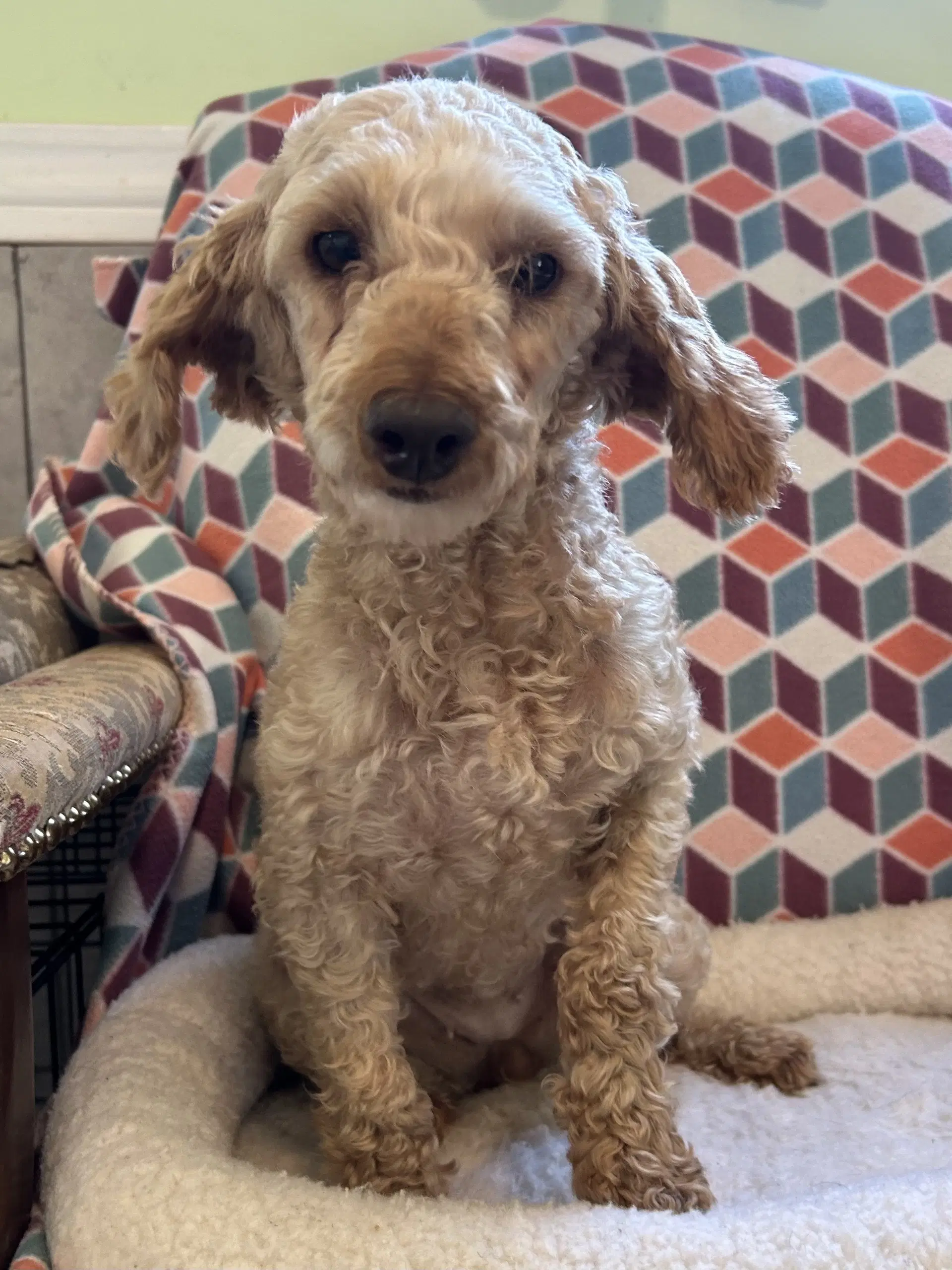 Maple Jul - Poodle (Miniature)