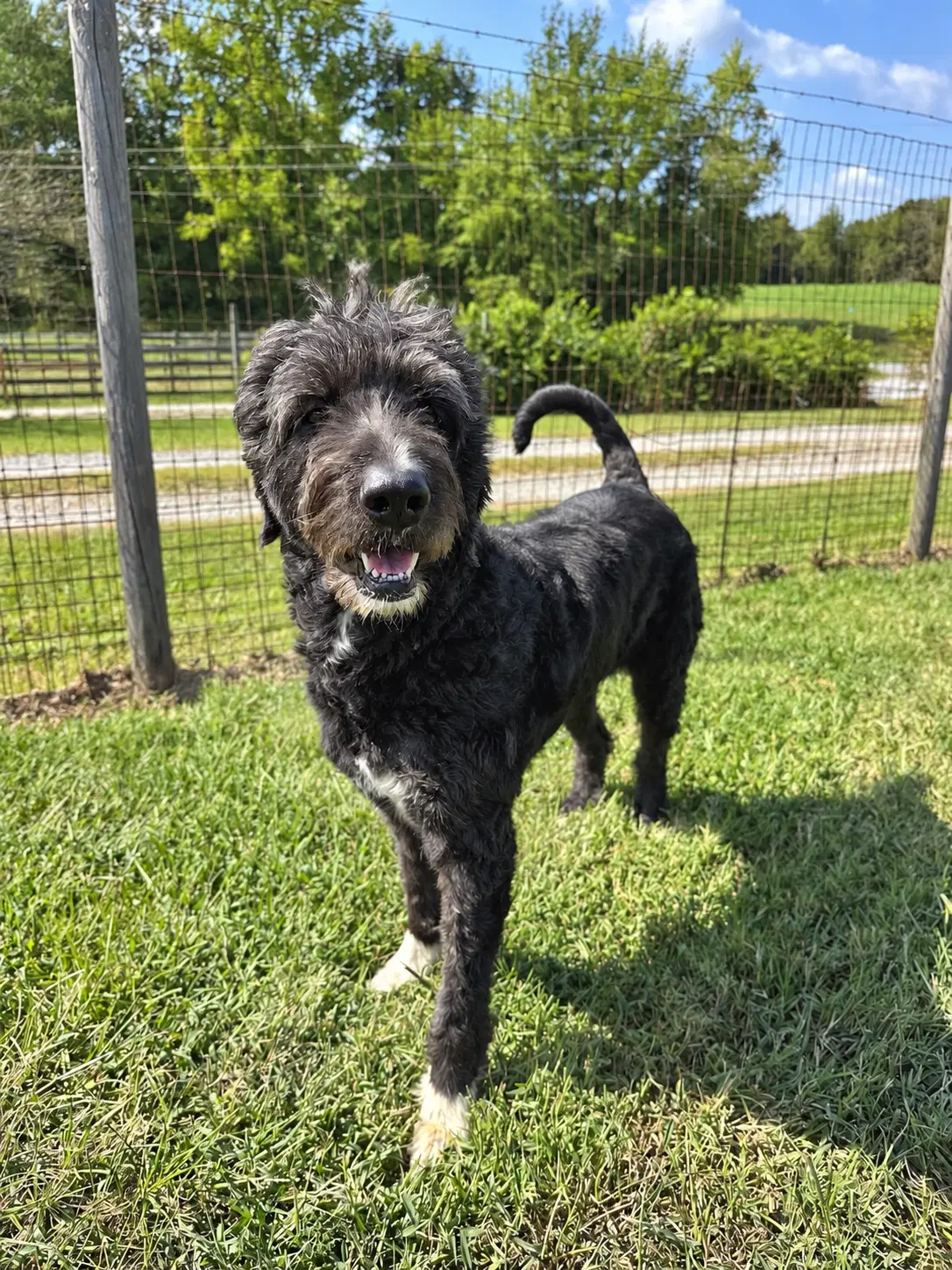 Rose Doodle Jul - Poodle (Standard)