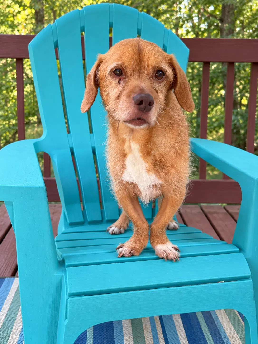 Mercy Jul - Terrier