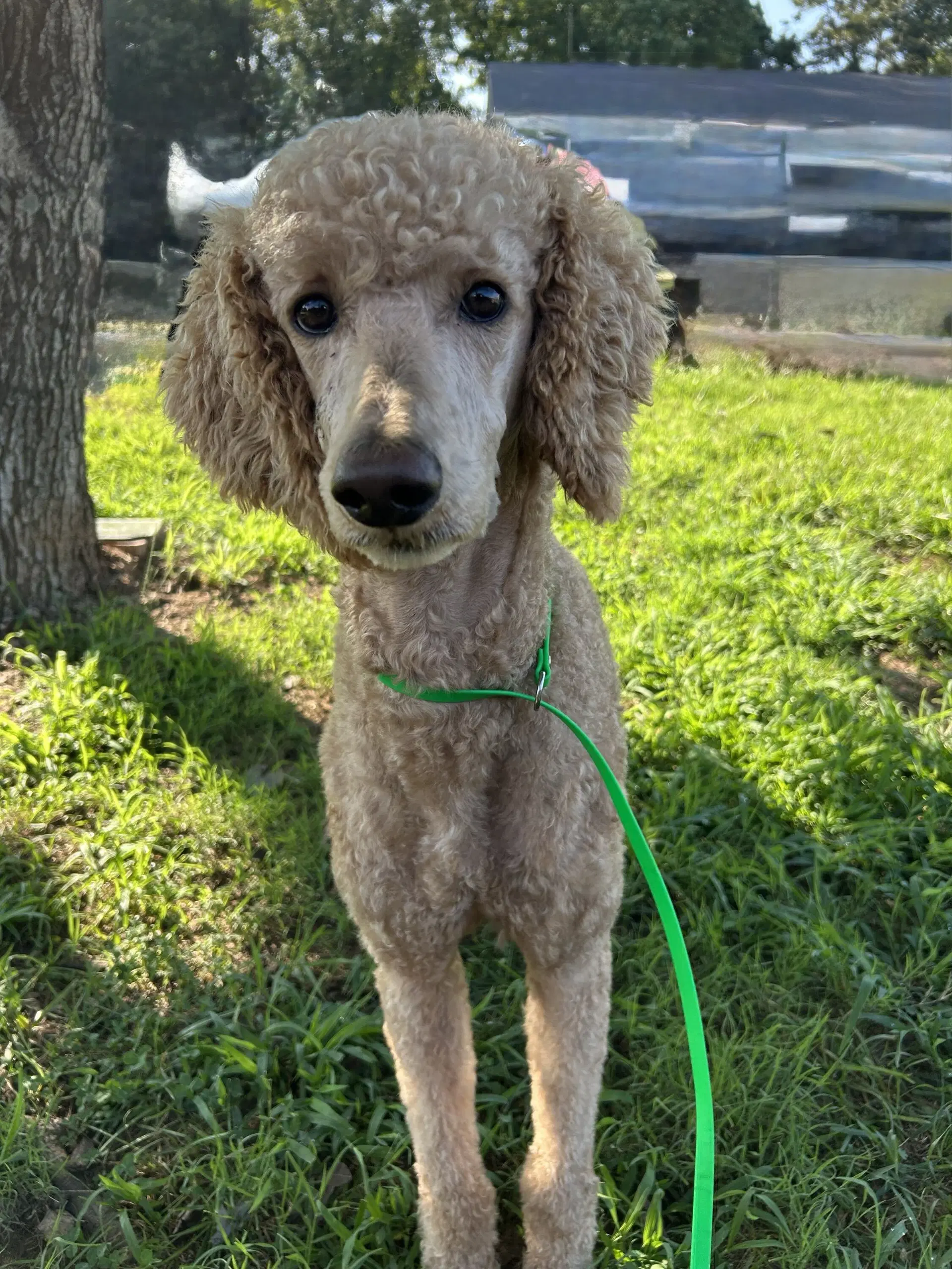 Tortellini Jul - Poodle (Standard)