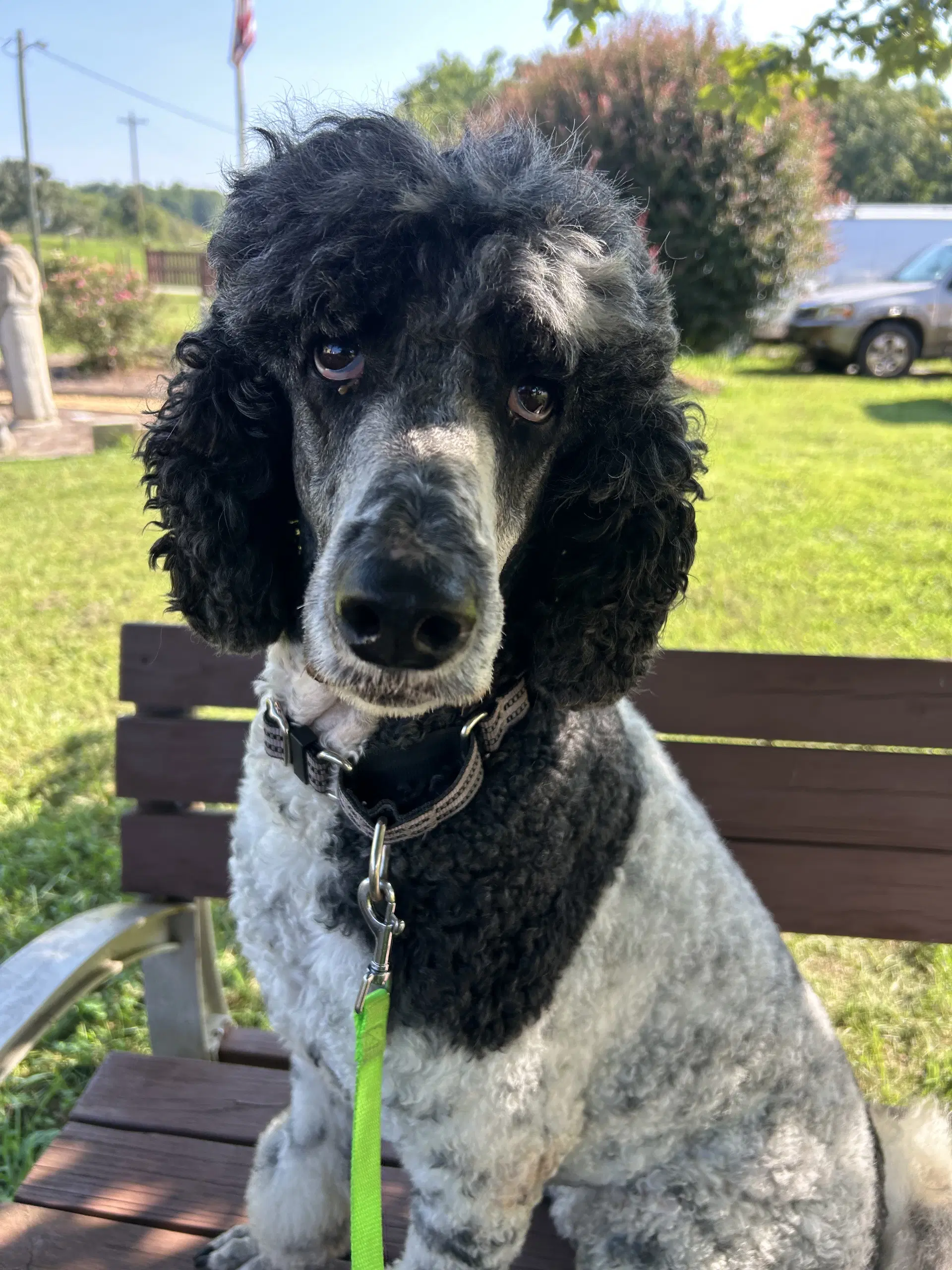 East Aug - Poodle (Standard)