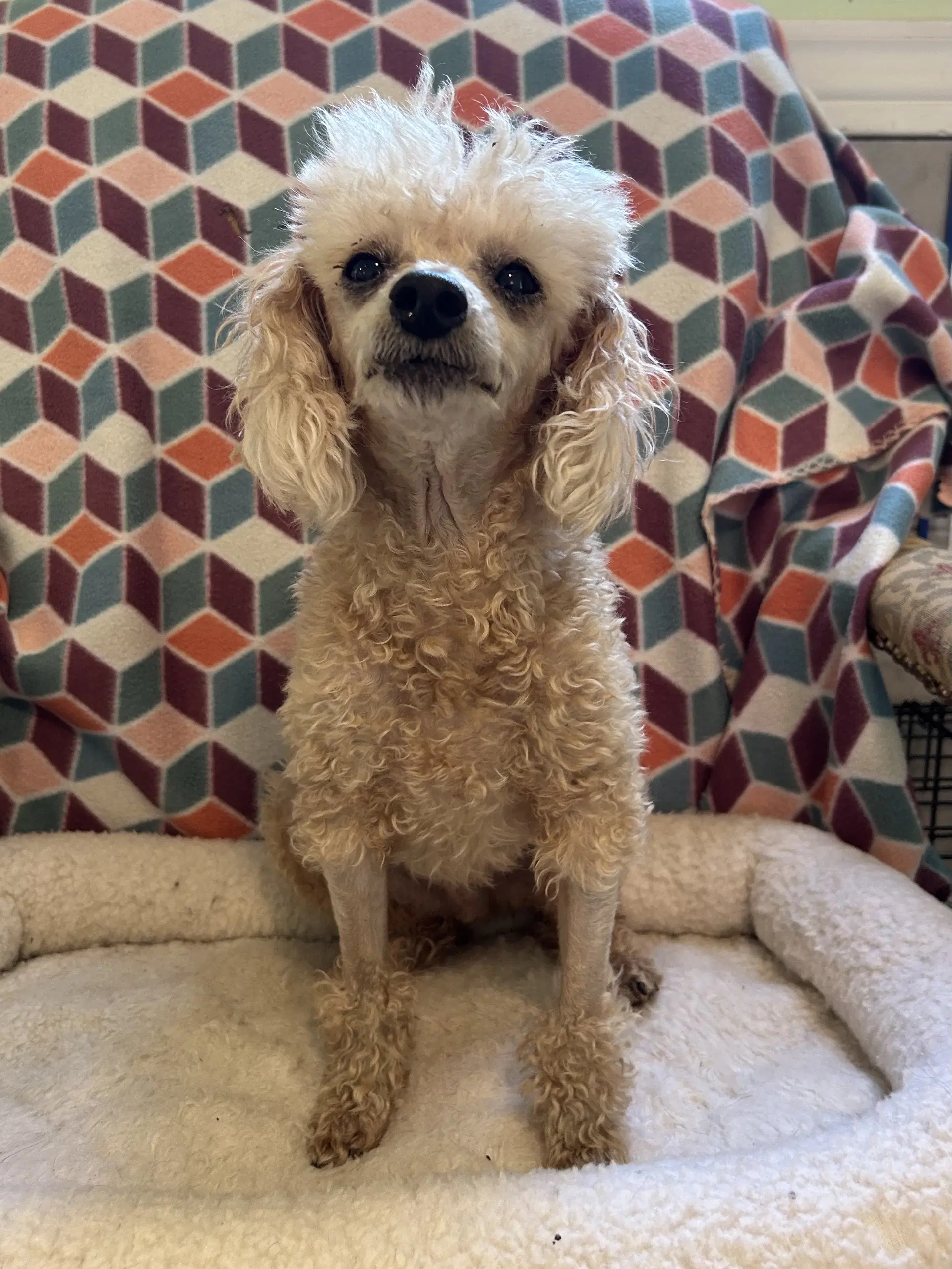 Jesse Aug  Available - Poodle (Miniature)