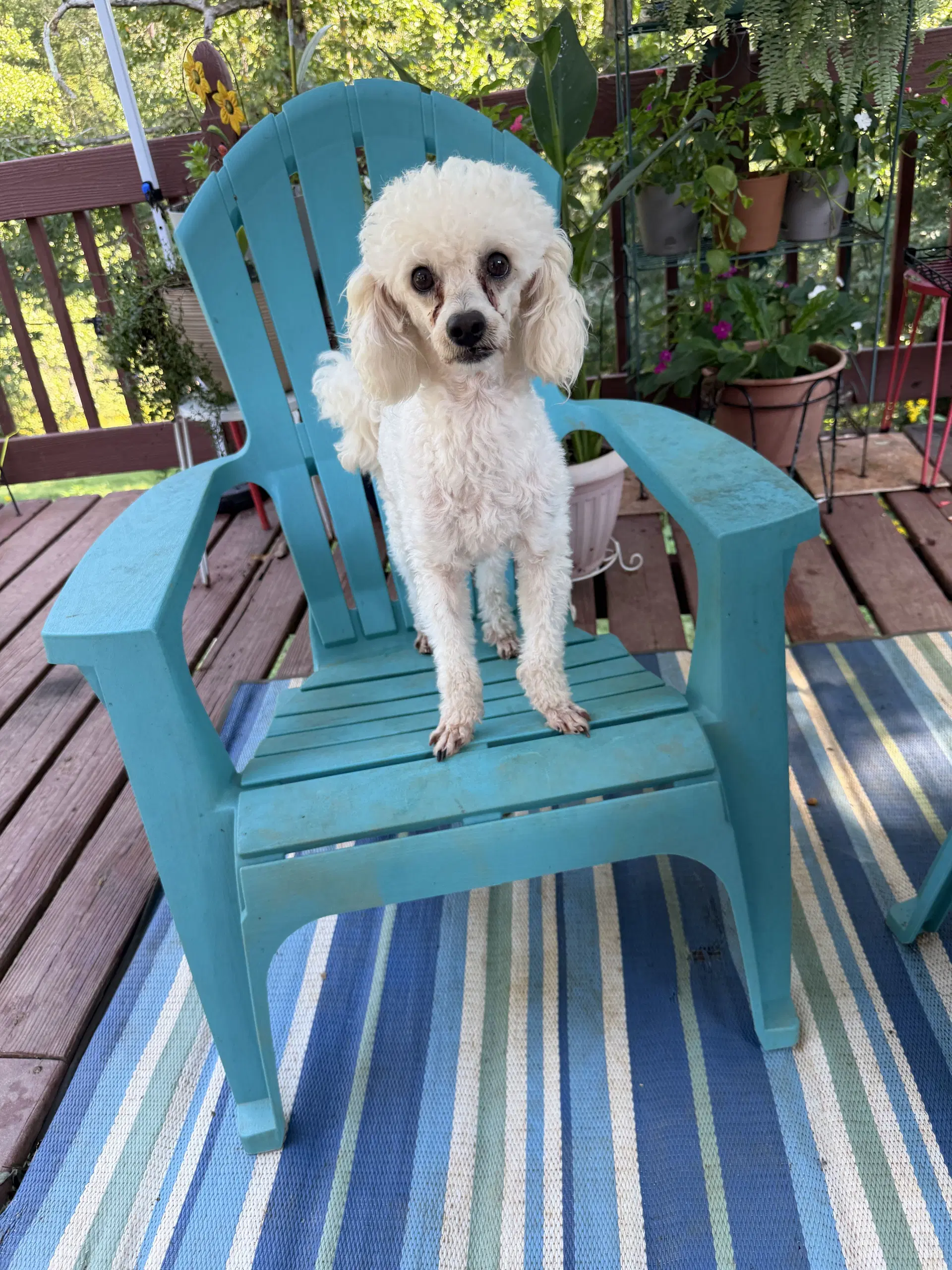 Andrew Aug - Poodle (Miniature)
