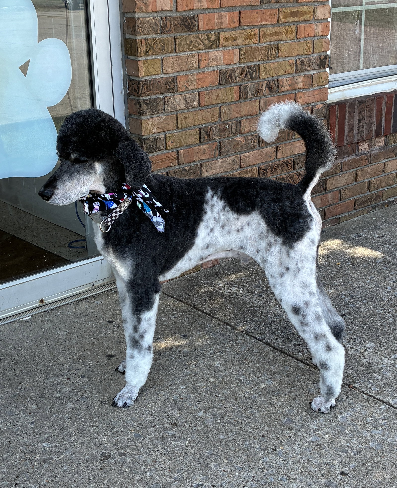 Sampson July 26 - in Foster in Radcliff, KY, Poodle (Standard)
