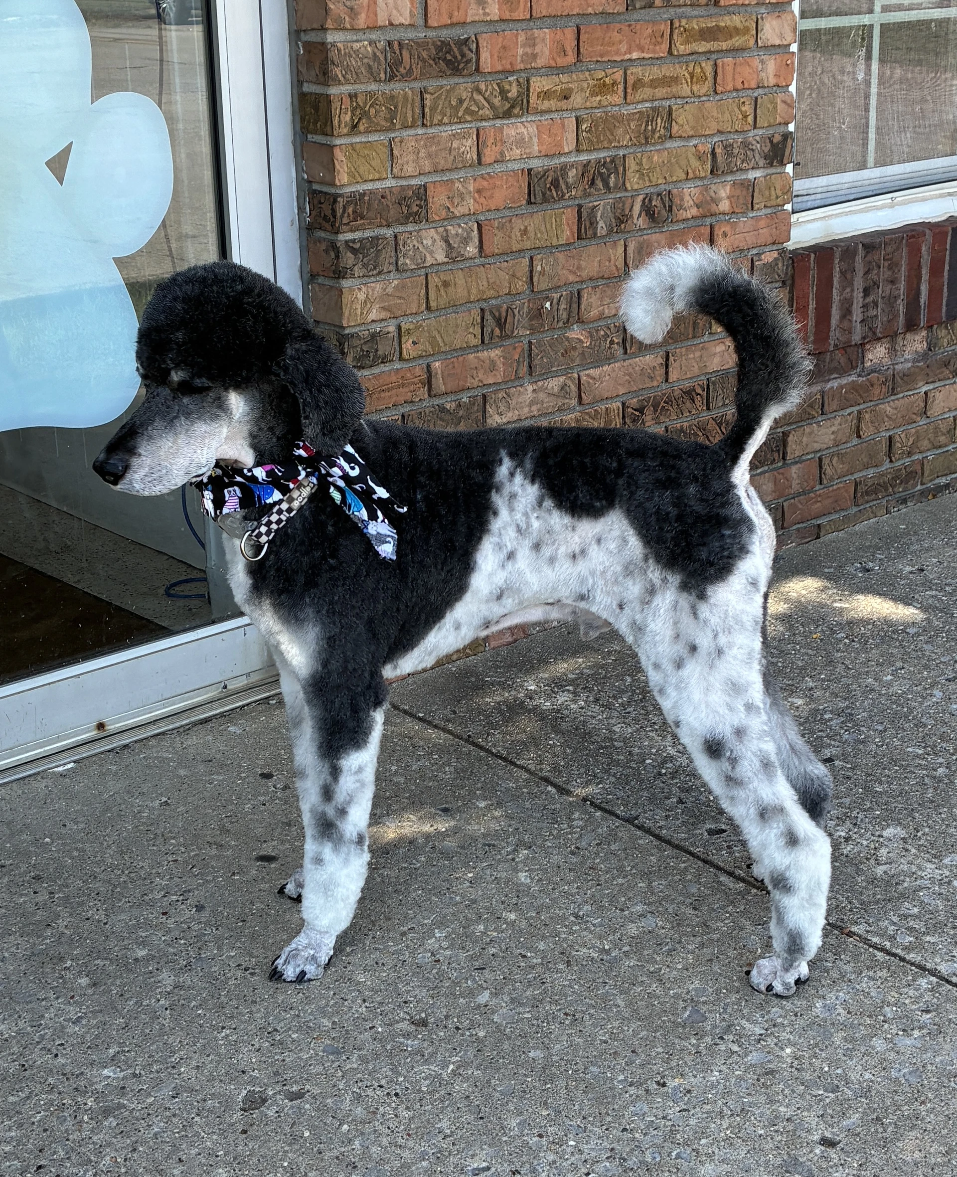 Sampson July  - In Foster In Radcliff Ky