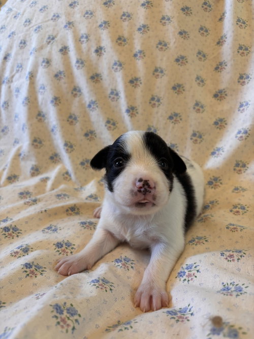 Photo 4 of Jasmine Jul 26 - An Annie Pup