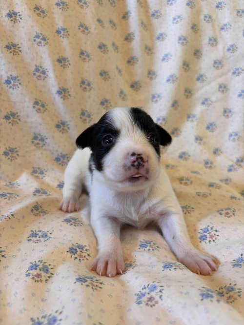 Photo 5 of Jasmine Jul 26 - An Annie Pup