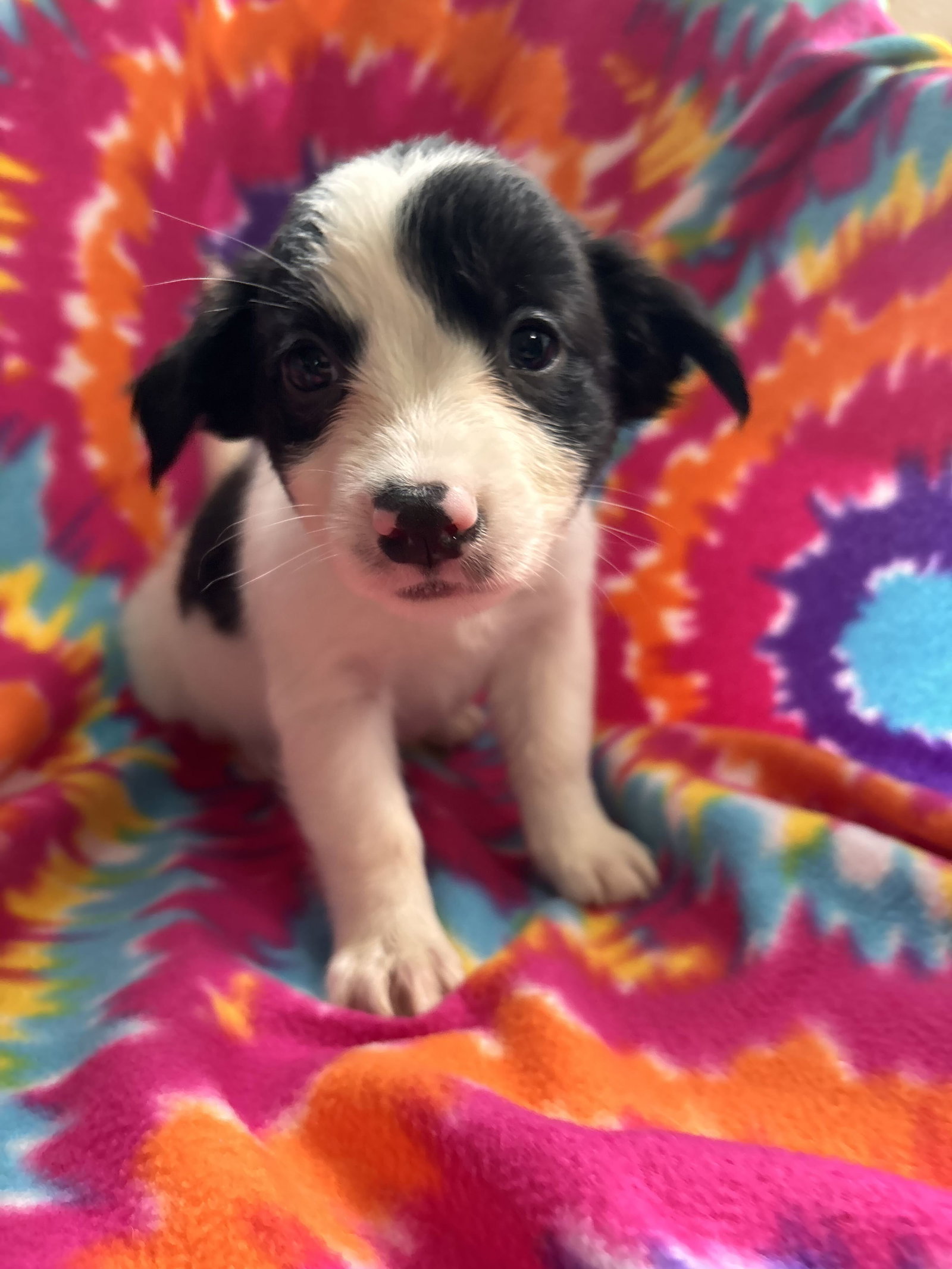 Photo of Jasmine Jul 26 - An Annie Pup