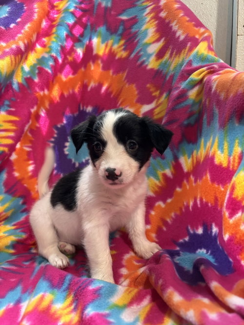Photo 2 of Jasmine Jul 26 - An Annie Pup