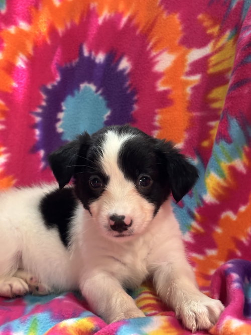 Photo 3 of Jasmine Jul 26 - An Annie Pup